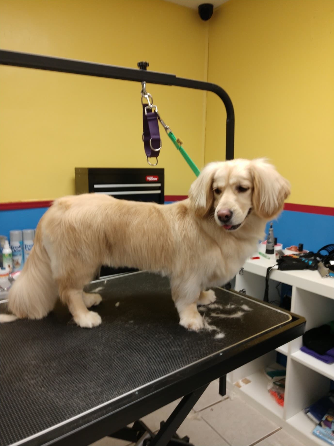 Justabout Pawz Pet Salon - Pet groomer in Pittsburgh, PA