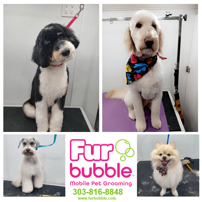 Furbubble Mobile Dog Grooming - Pet groomer in Denver, CO