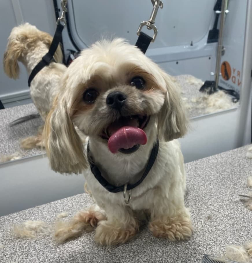 Furry Land of Atlanta - Pet groomer in Canton, GA