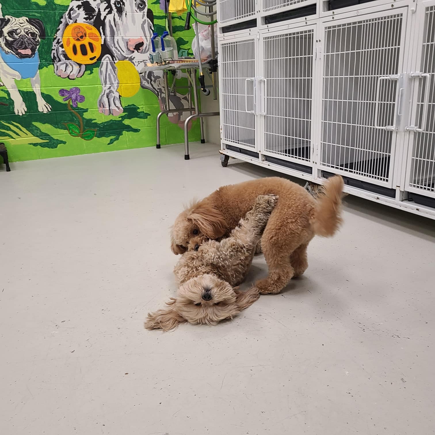 Happy Tails & Trails - Pet groomer in Chicago, IL
