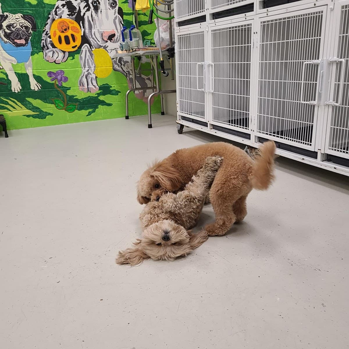 Happy Tails & Trails - Pet groomer in Chicago, IL