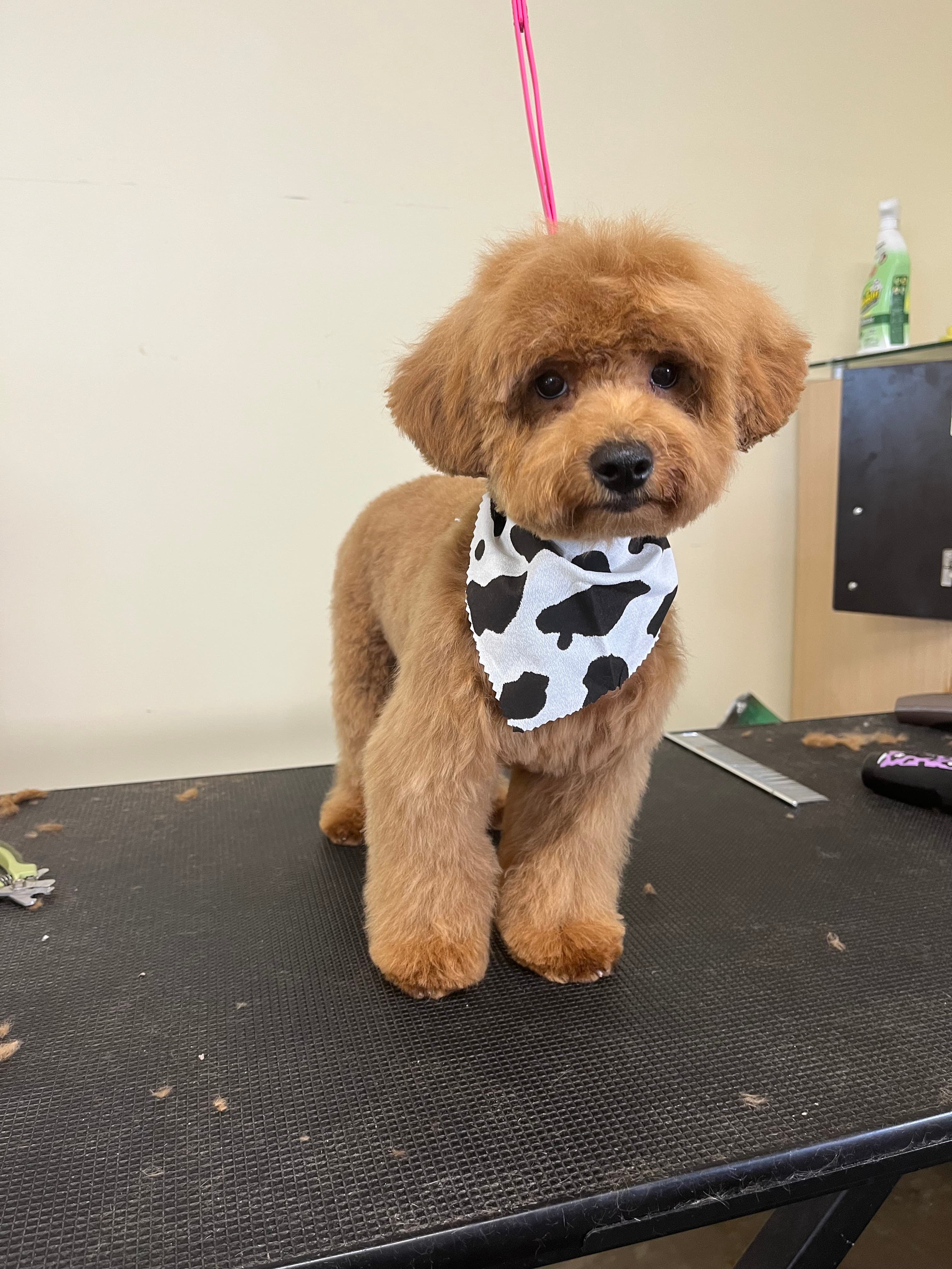 Kash's paws spa - Pet groomer in Sacramento, CA