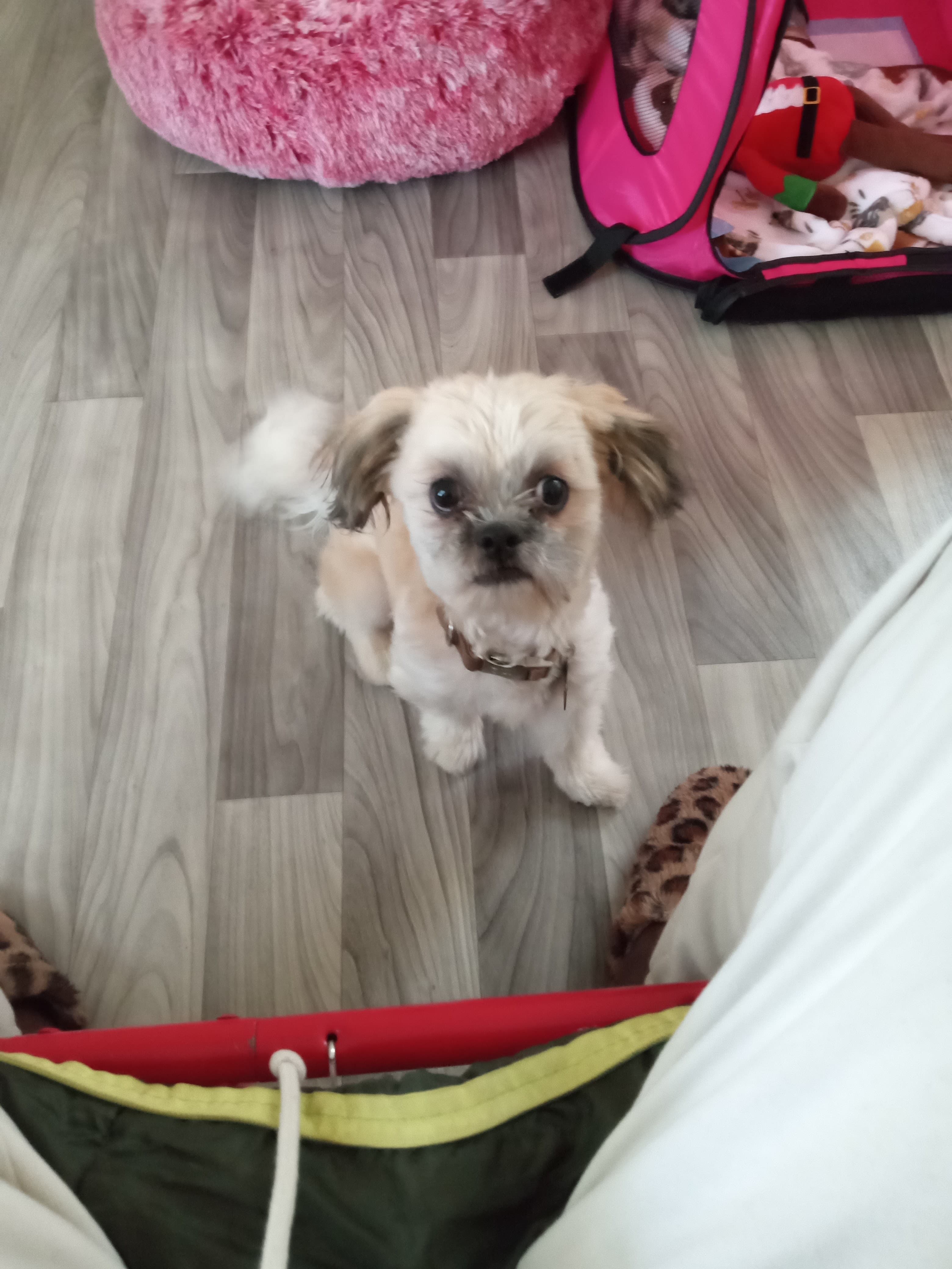 Detroit Dog Nanny. Best Pet Sitter -Boarding-Dog Day Care - Pet groomer in Detroit, MI