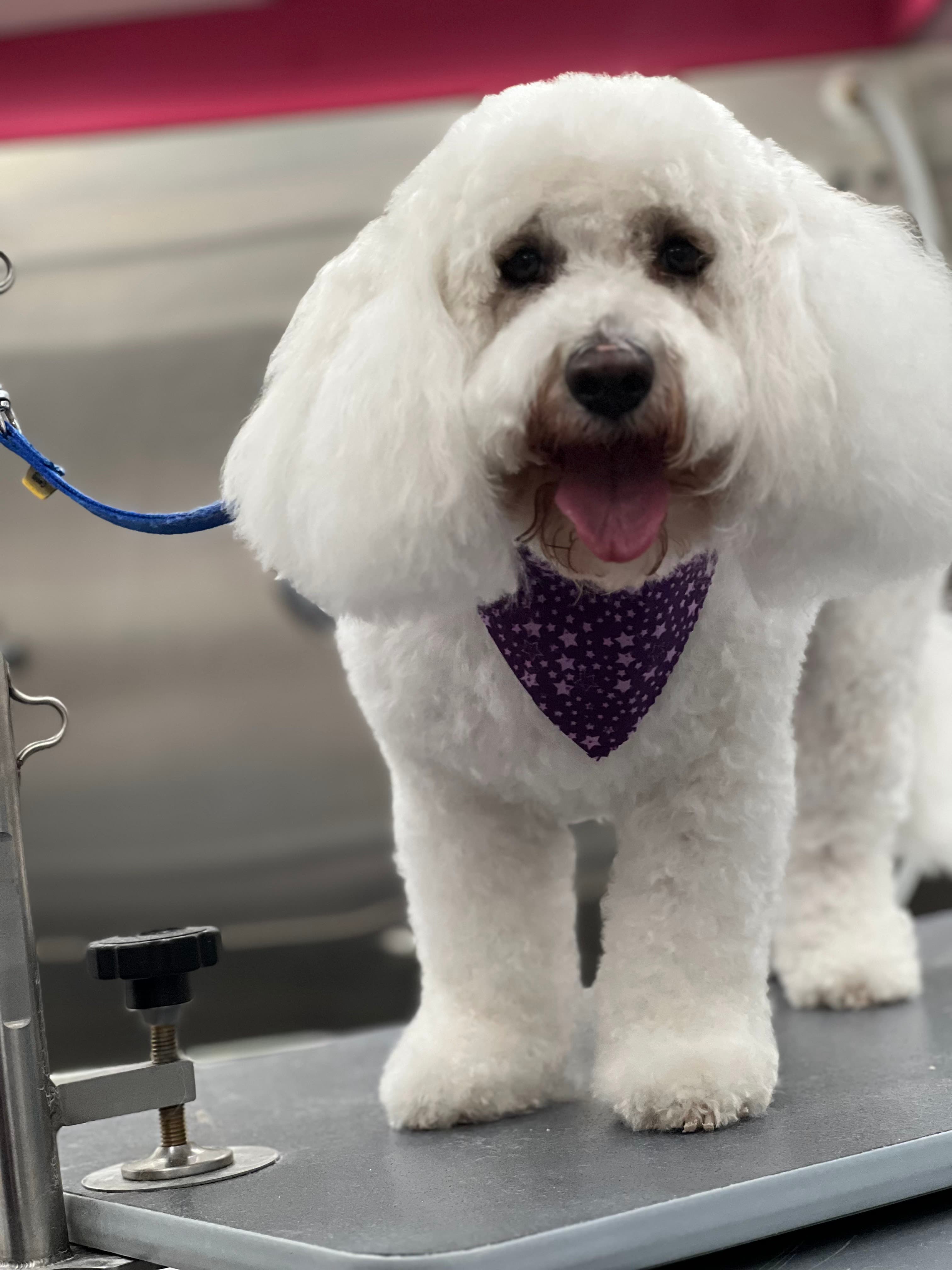 Uptown Clippers Pet Mobile Grooming L.L.C. - Pet groomer in Dallas, TX