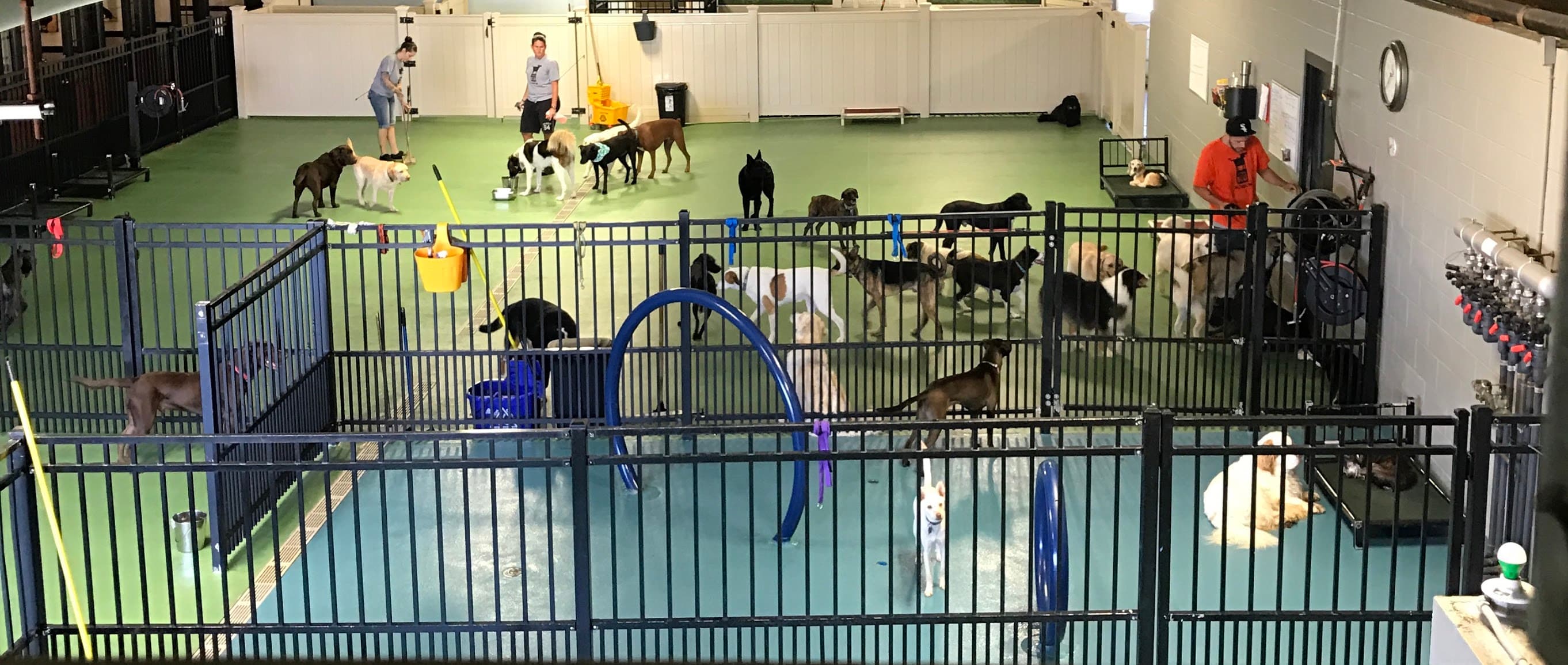 Common Dog - Pet groomer in Everett, MA