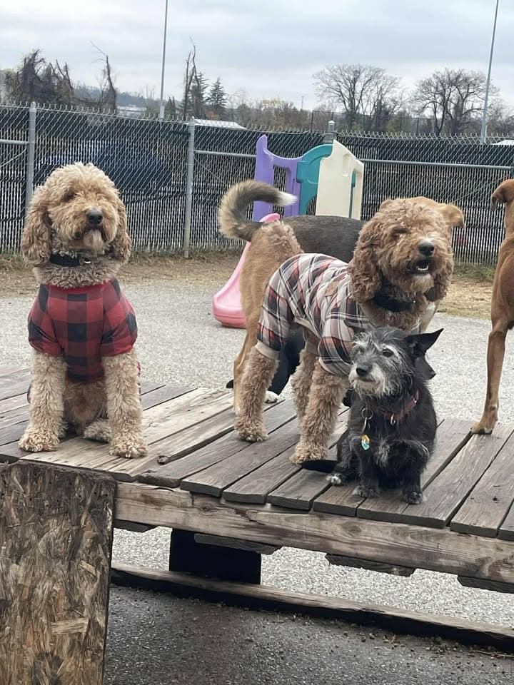 Downtown Dog Resort & Spa - Pet groomer in Baltimore, MD
