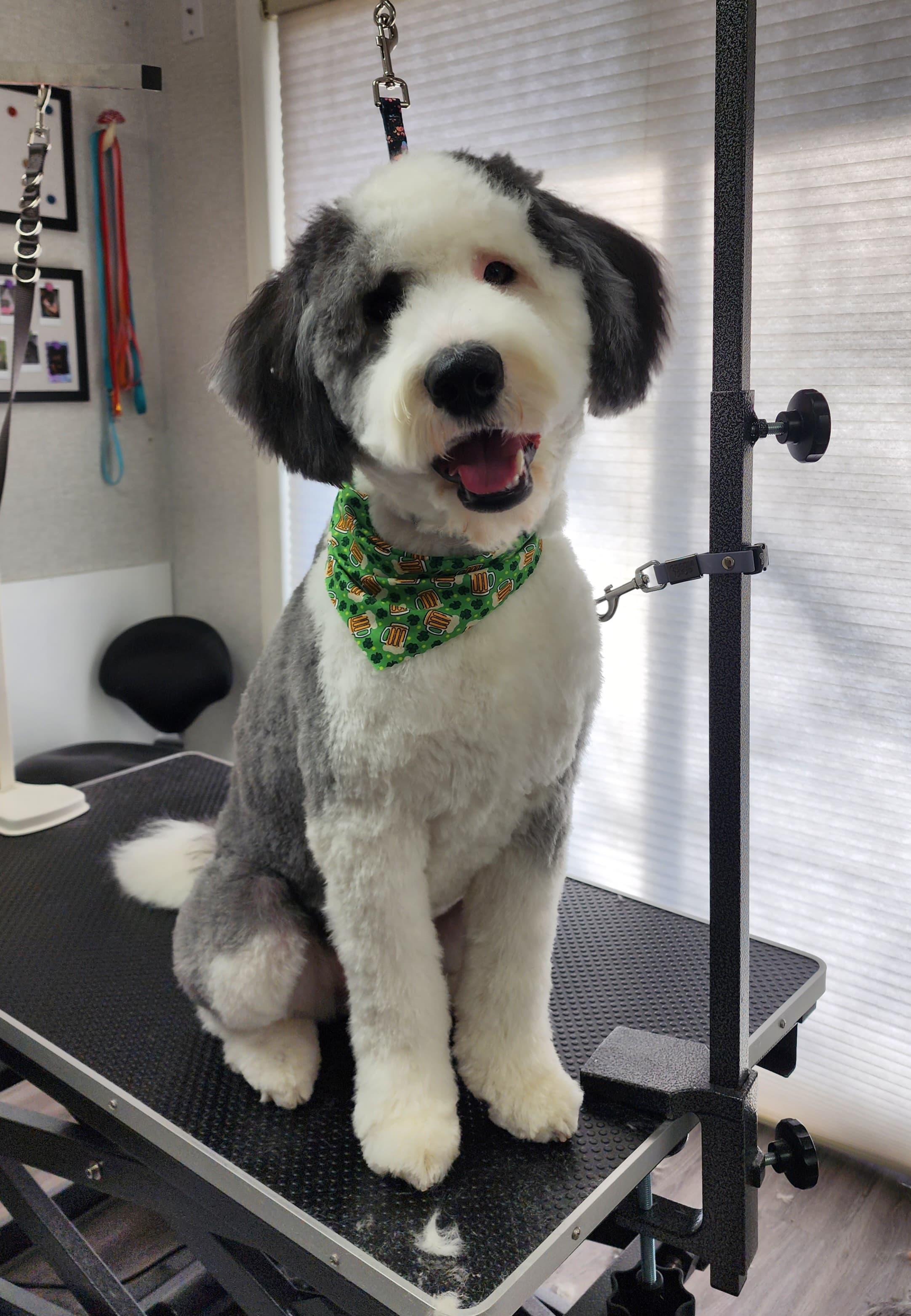 Kismet K9 Pet Spa - Pet groomer in Berea, OH