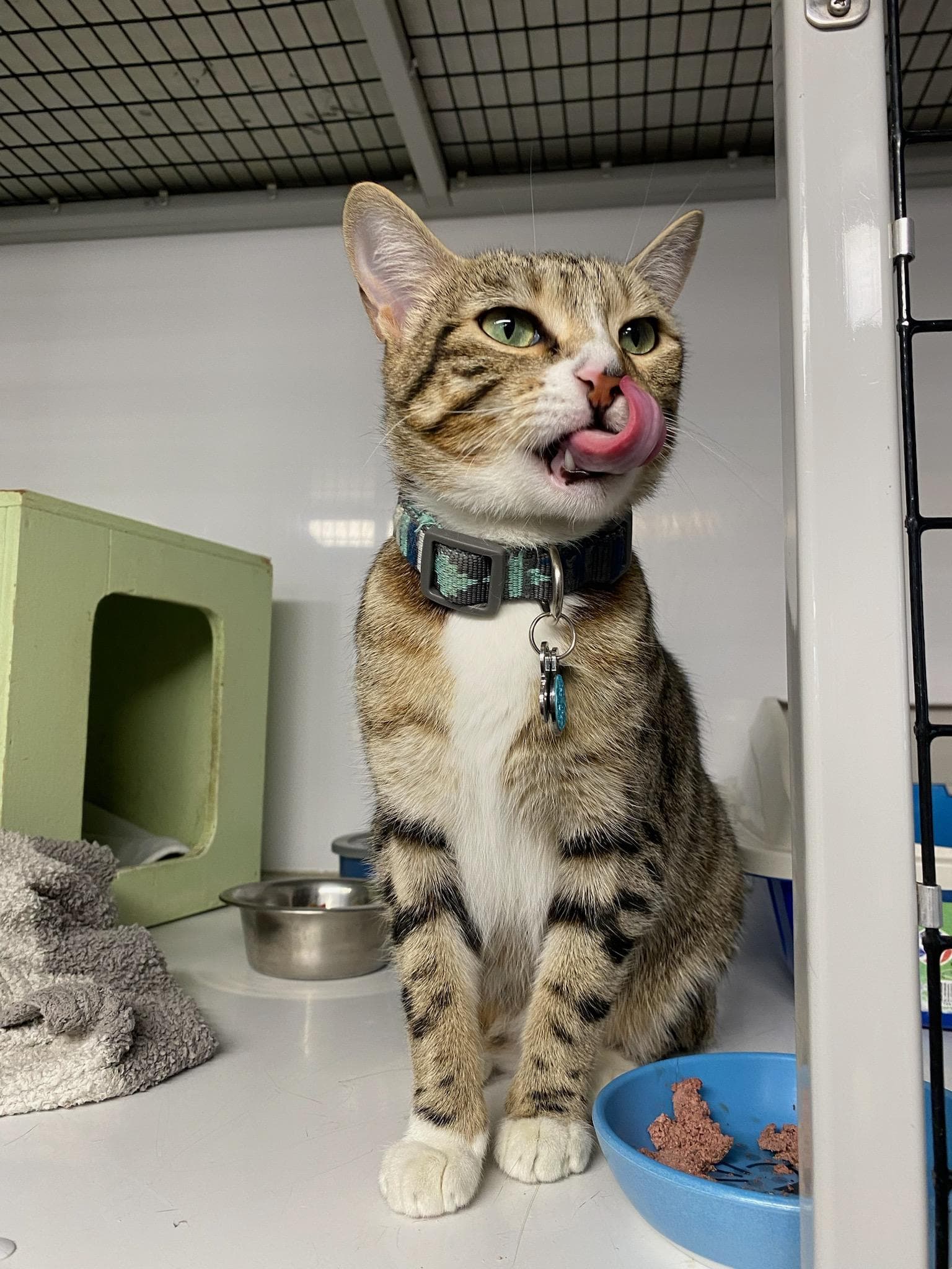 Pat's Boarding Place for Cats - Pet groomer in Sacramento, CA