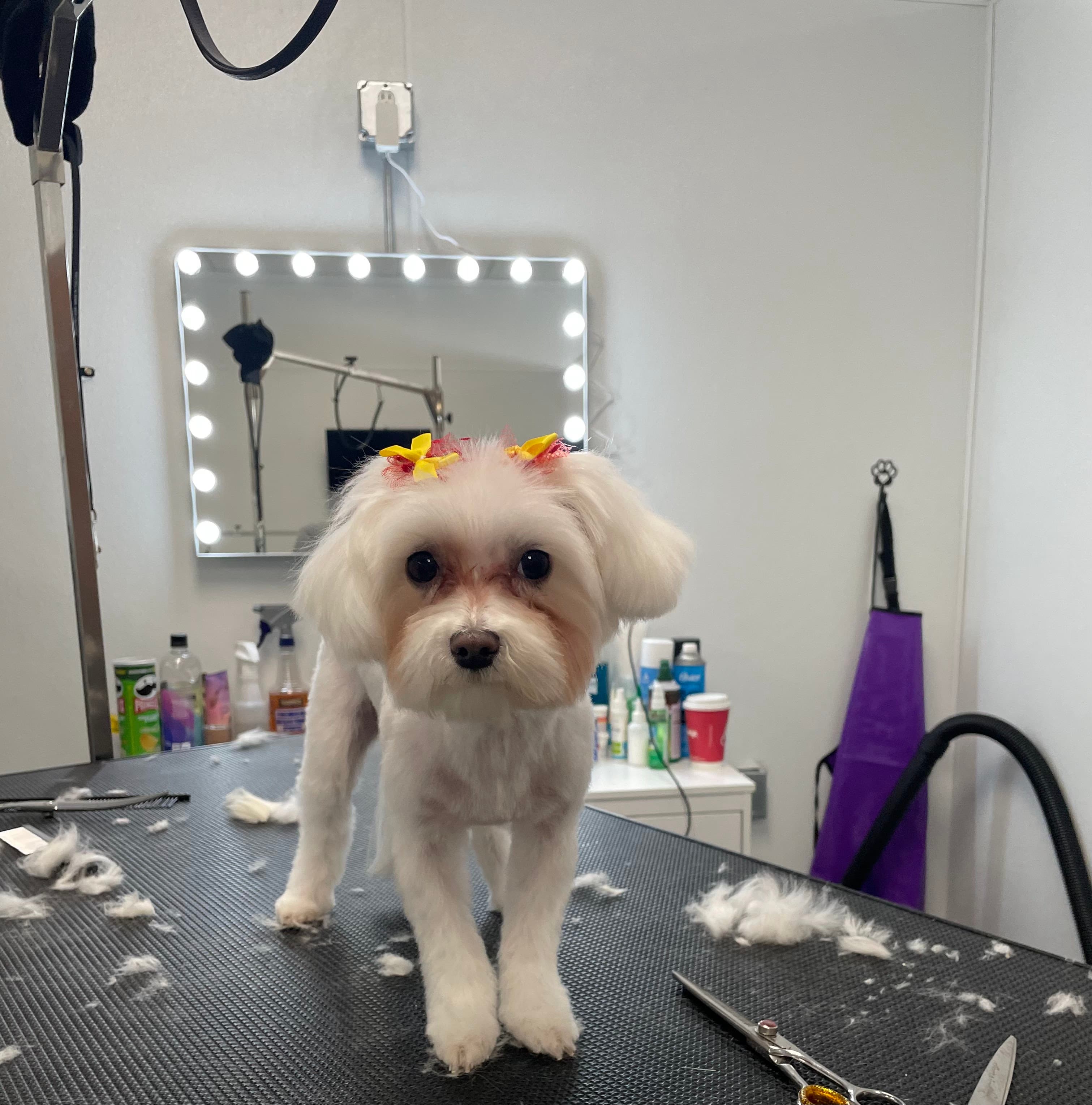 Scruffy's Soggy Dog Salon - Pet groomer in Lakewood, CO
