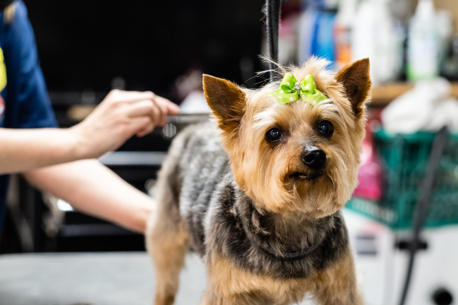 Wolfgang's Pet Stop - Pet groomer in St. Louis, MO