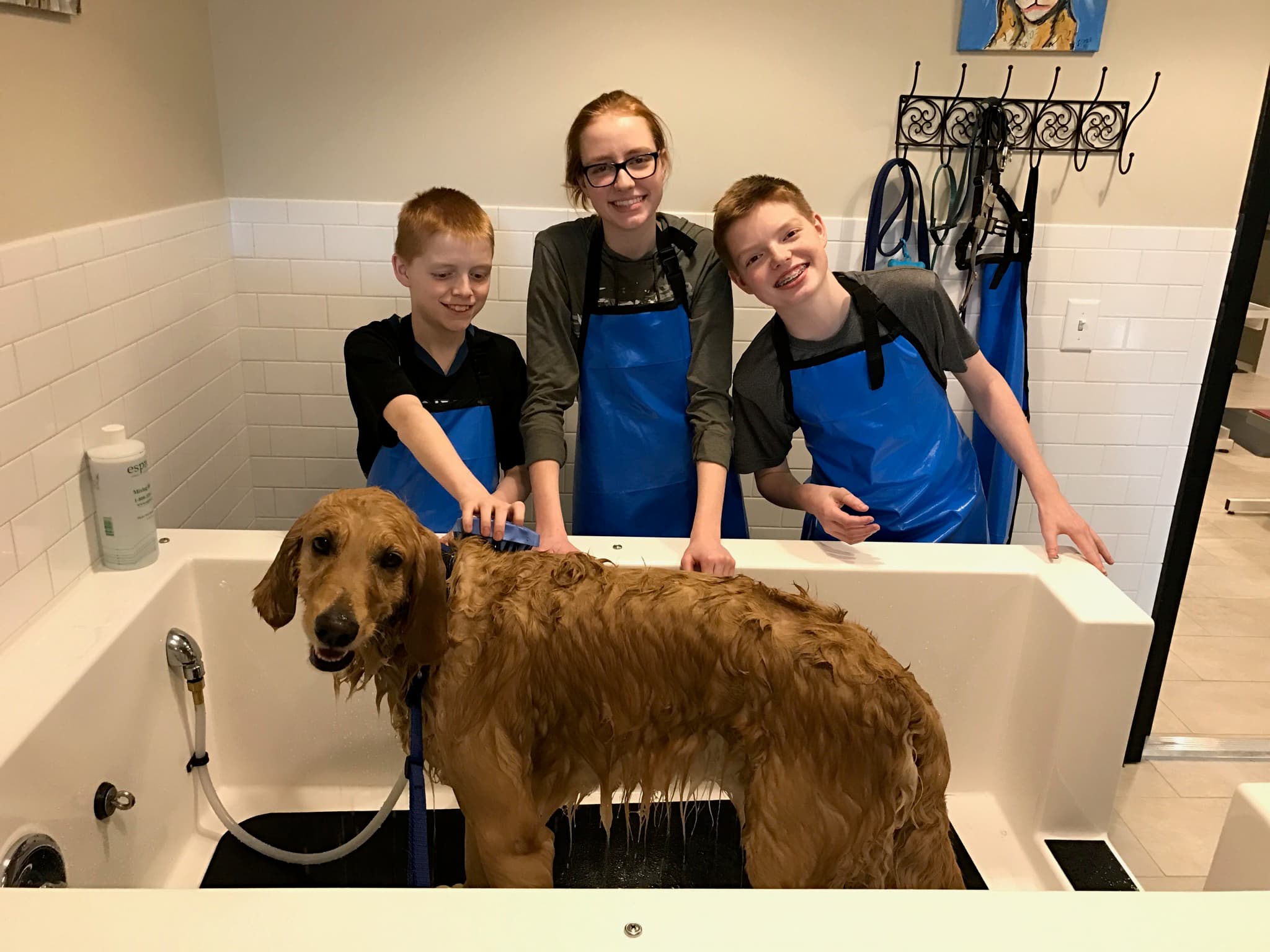 Lily's Baths & Biscuits - Pet groomer in Denver, CO