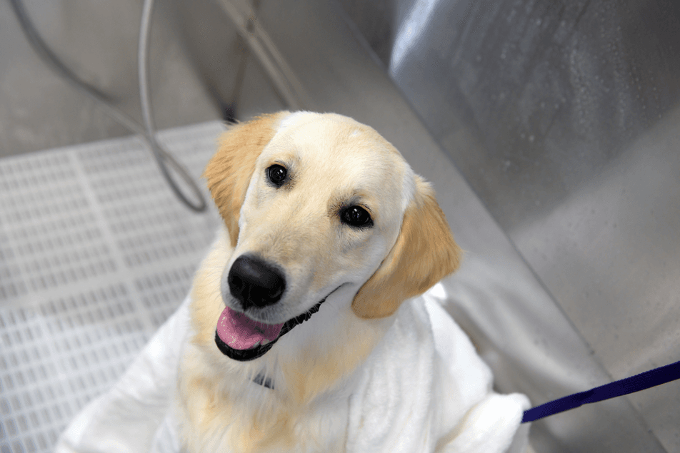 Scenthound Ft. Lauderdale - Pet groomer in Fort Lauderdale, FL