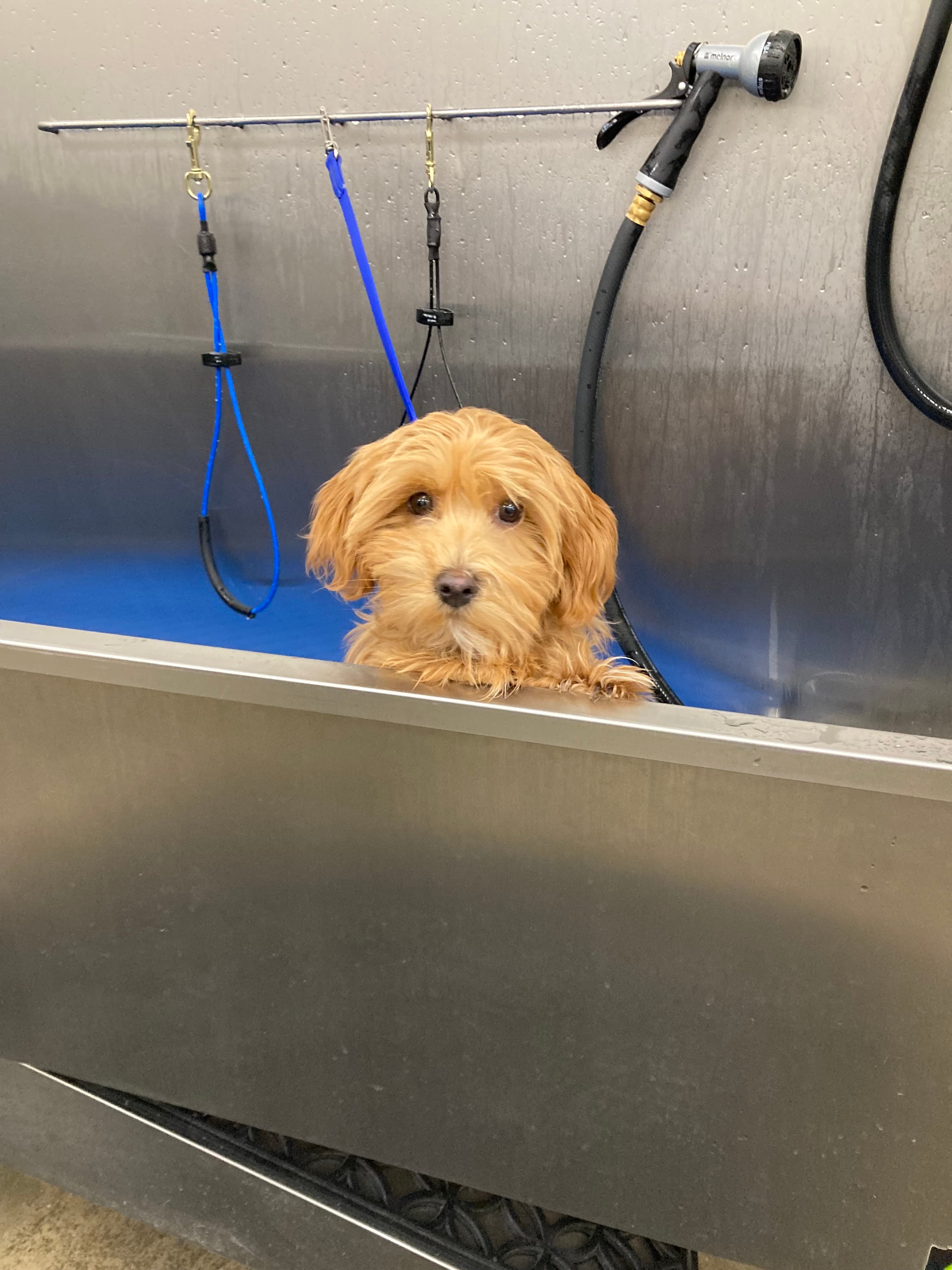 G's Grooming Boutique - Pet groomer in Des Peres, MO