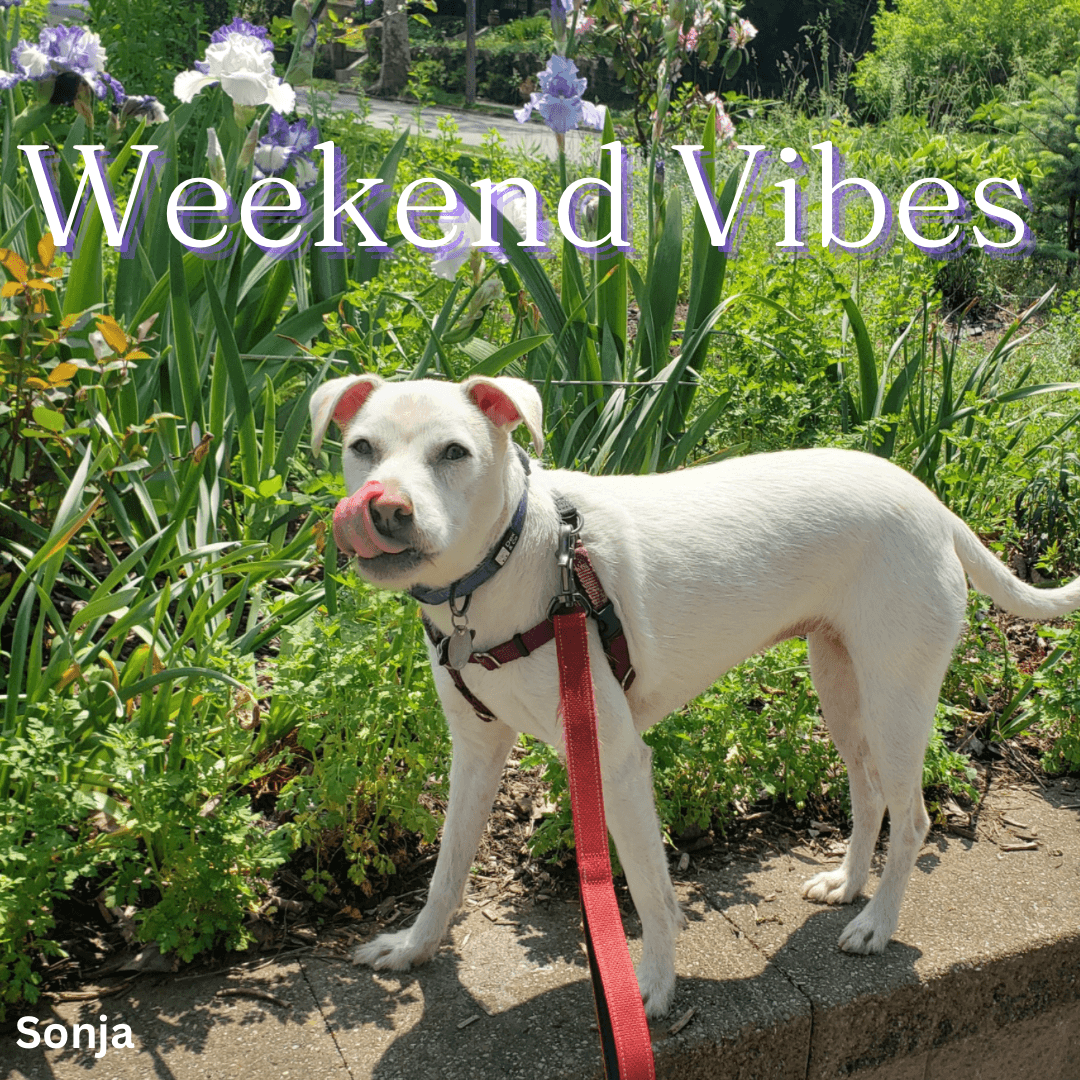 Merry Puppins Dog Walking & Pet Sitting - Pet groomer in Pittsburgh, PA