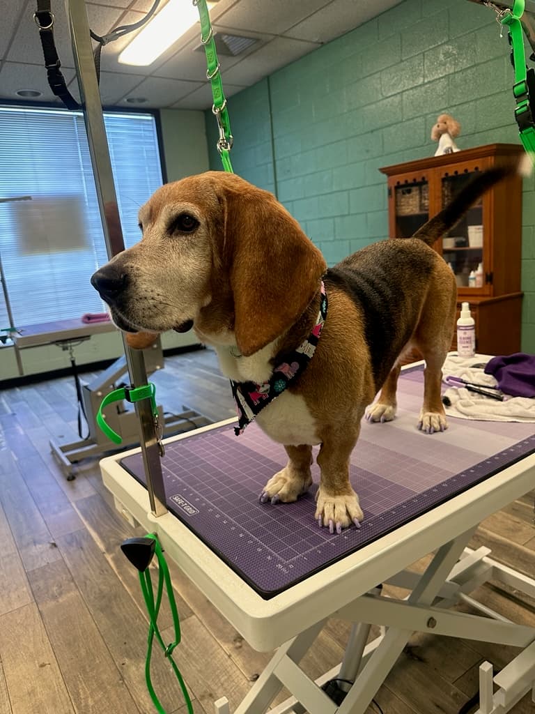 Hound Haven Newport News - Pet groomer in Newport News, VA