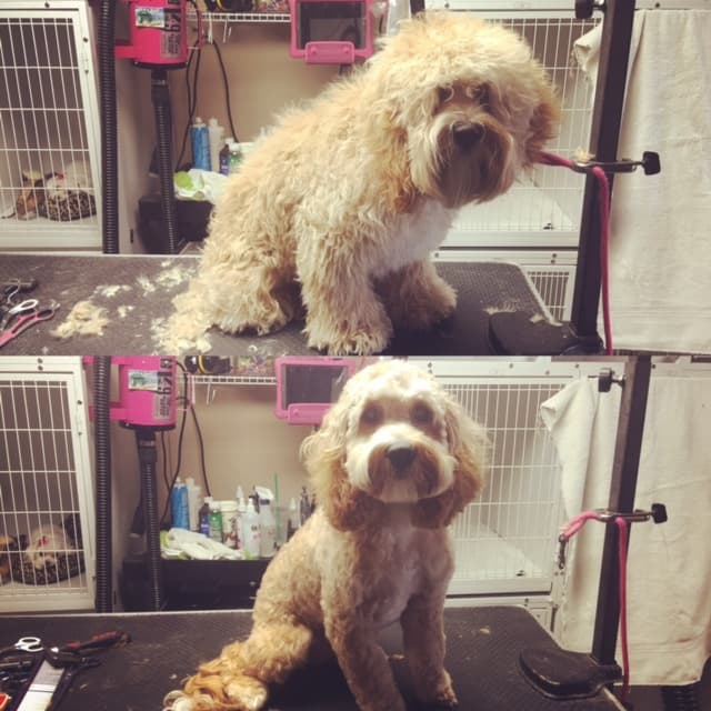 Bonney Lake Dog House - Pet groomer in Bonney Lake, WA