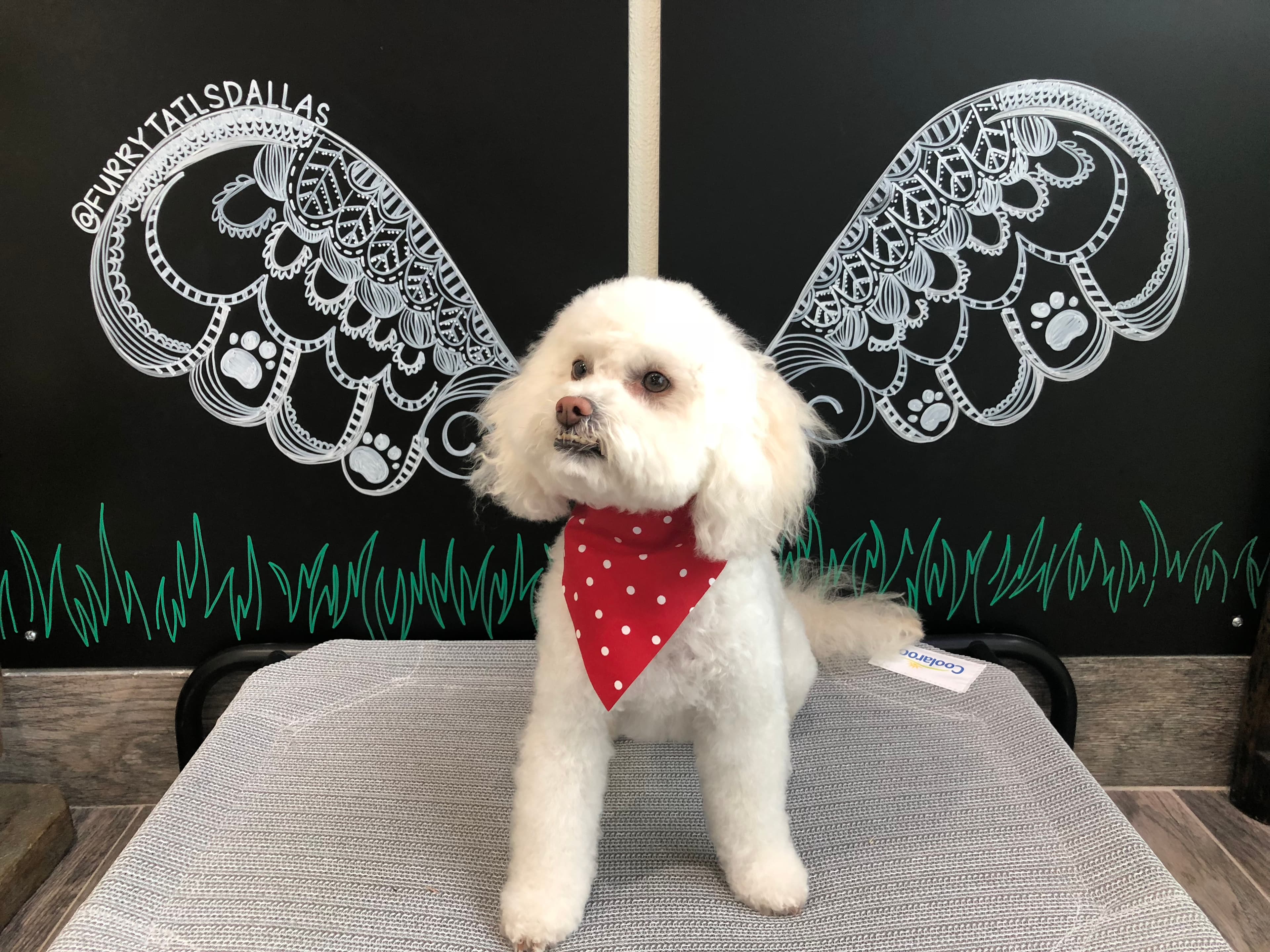 Furry Tails - Pet groomer in Dallas, TX