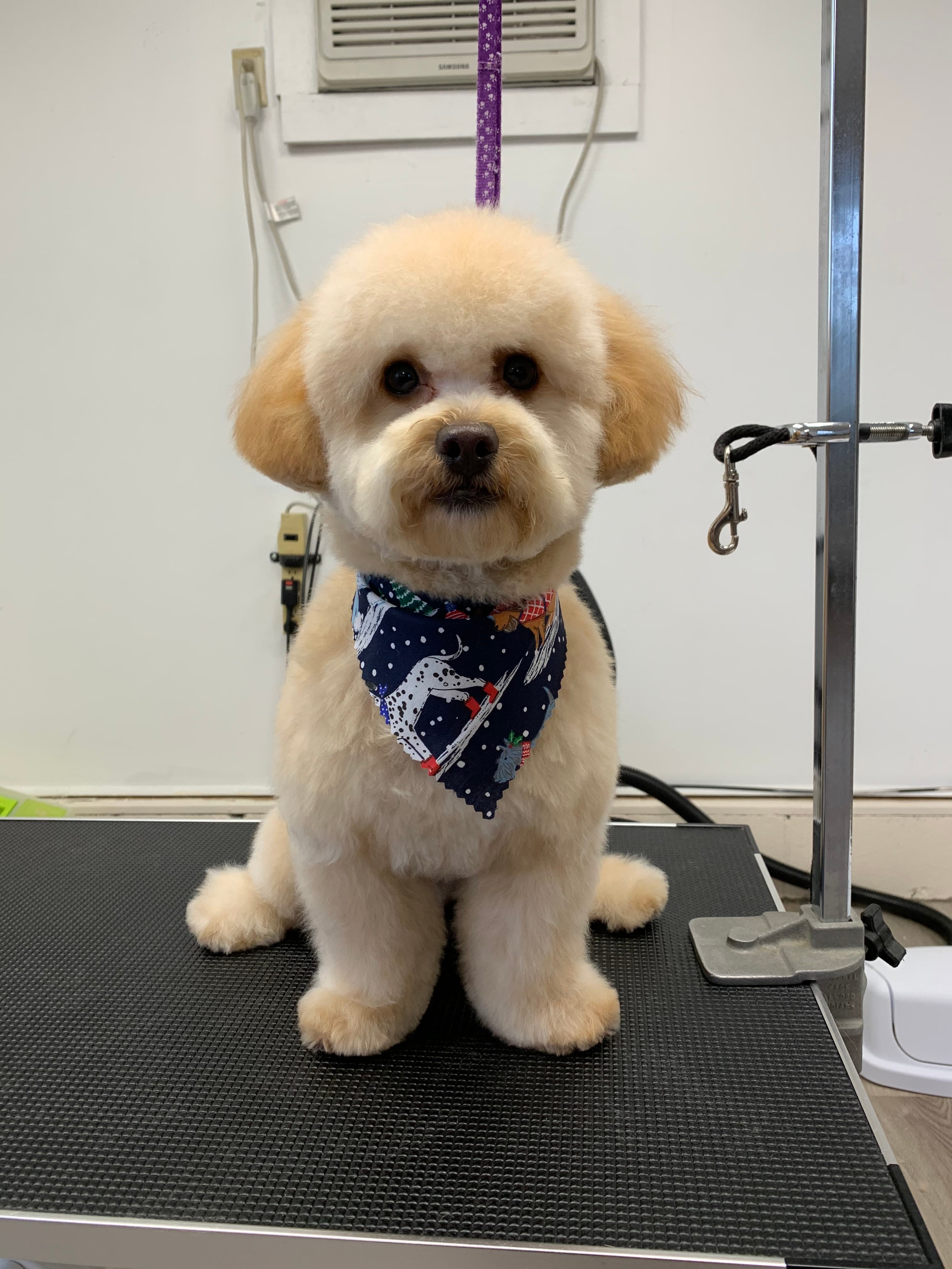Dog Town Groomery - Pet groomer in Columbus, OH