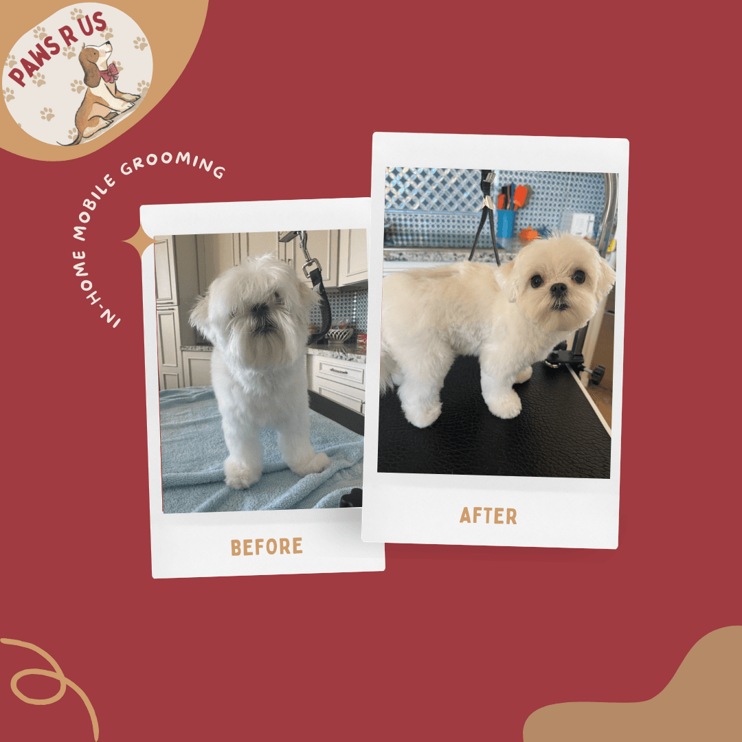 Paws R Us In-Home Mobile Grooming - Pet groomer in Phoenix, AZ