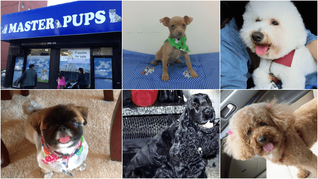 Master Pups - Pet groomer in Flushing, NY