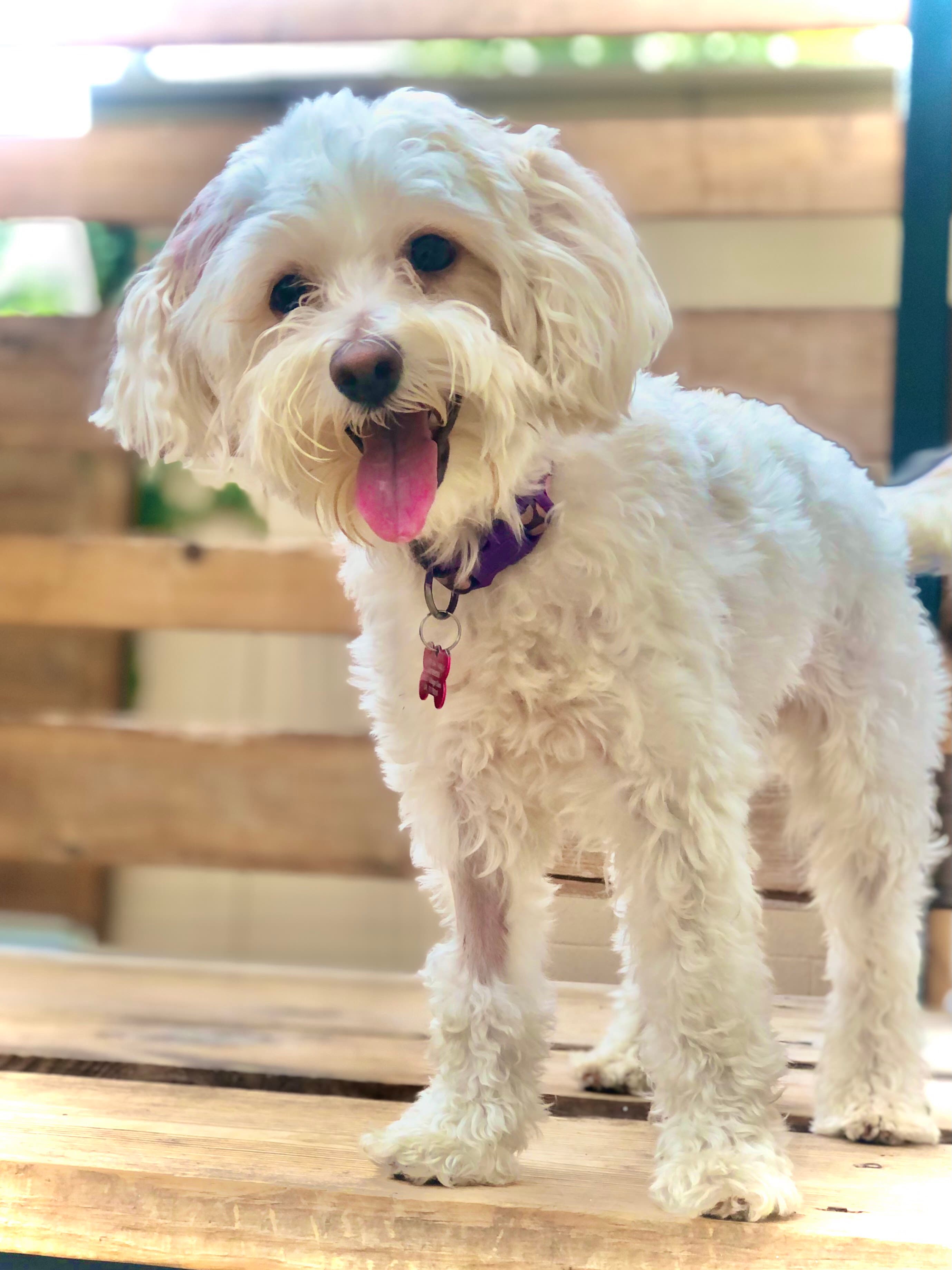 The Pets Inn - Pet groomer in San Antonio, TX