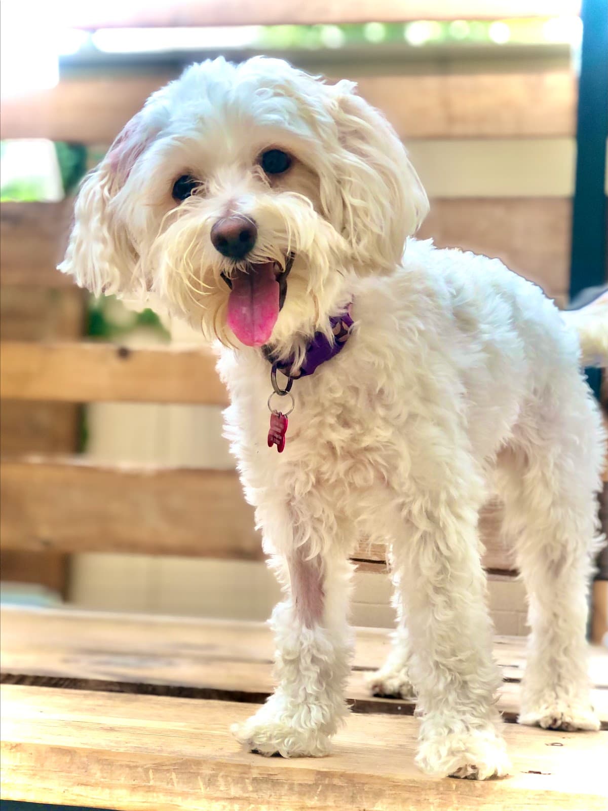 The Pets Inn - Pet groomer in San Antonio, TX