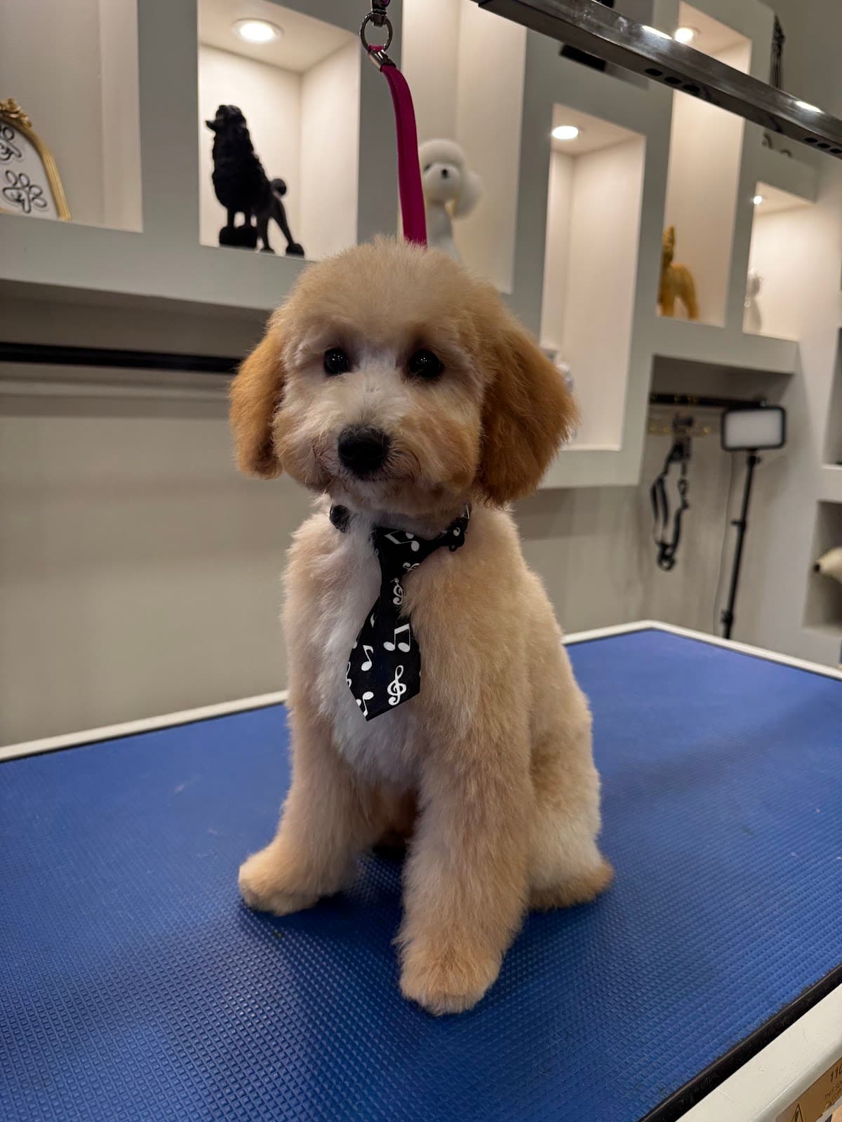 3A Pet & Shop Grooming Spa - Pet groomer in Flushing, NY