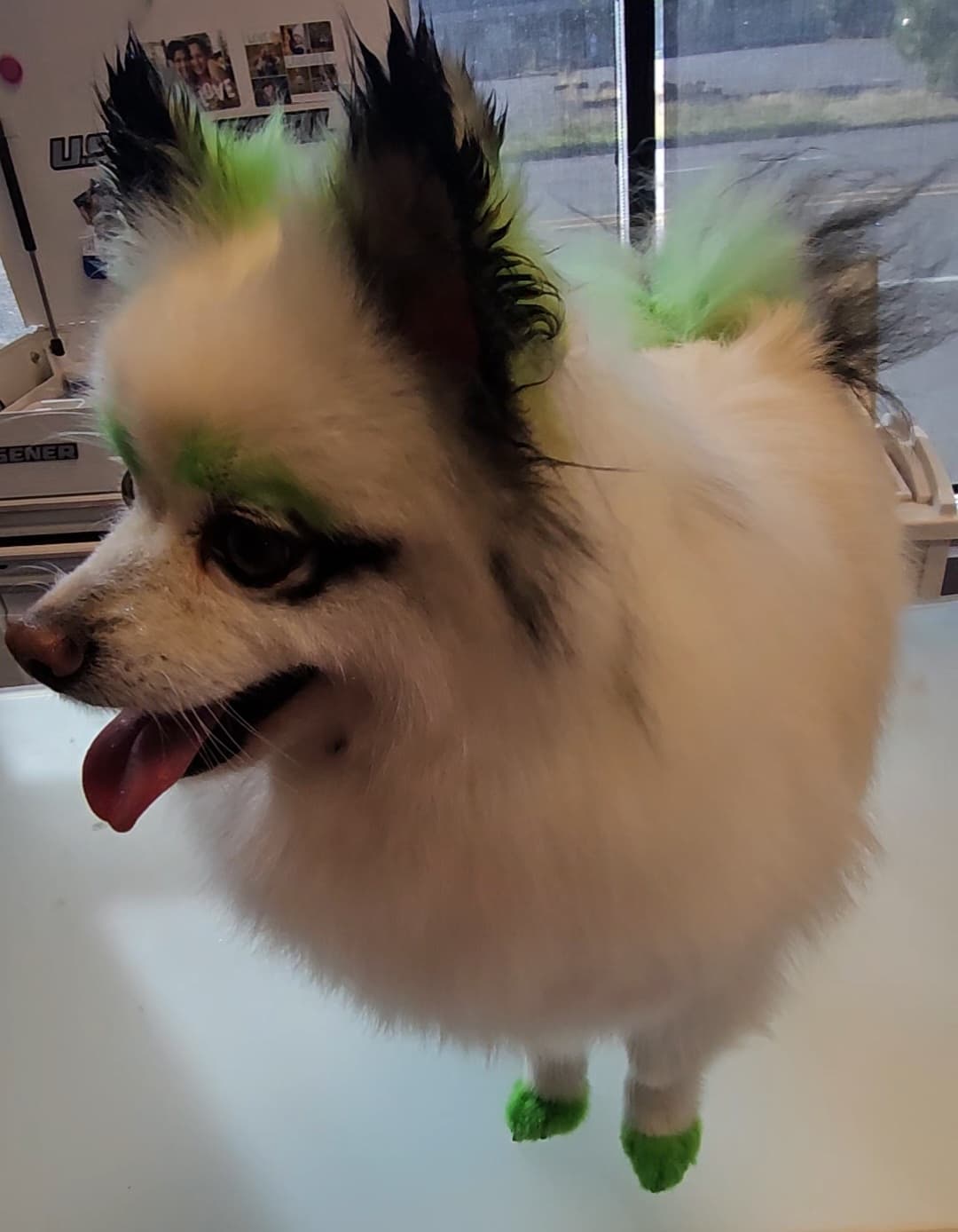 Inn The Dog Haus Wellness & Grooming - Pet groomer in Portland, OR