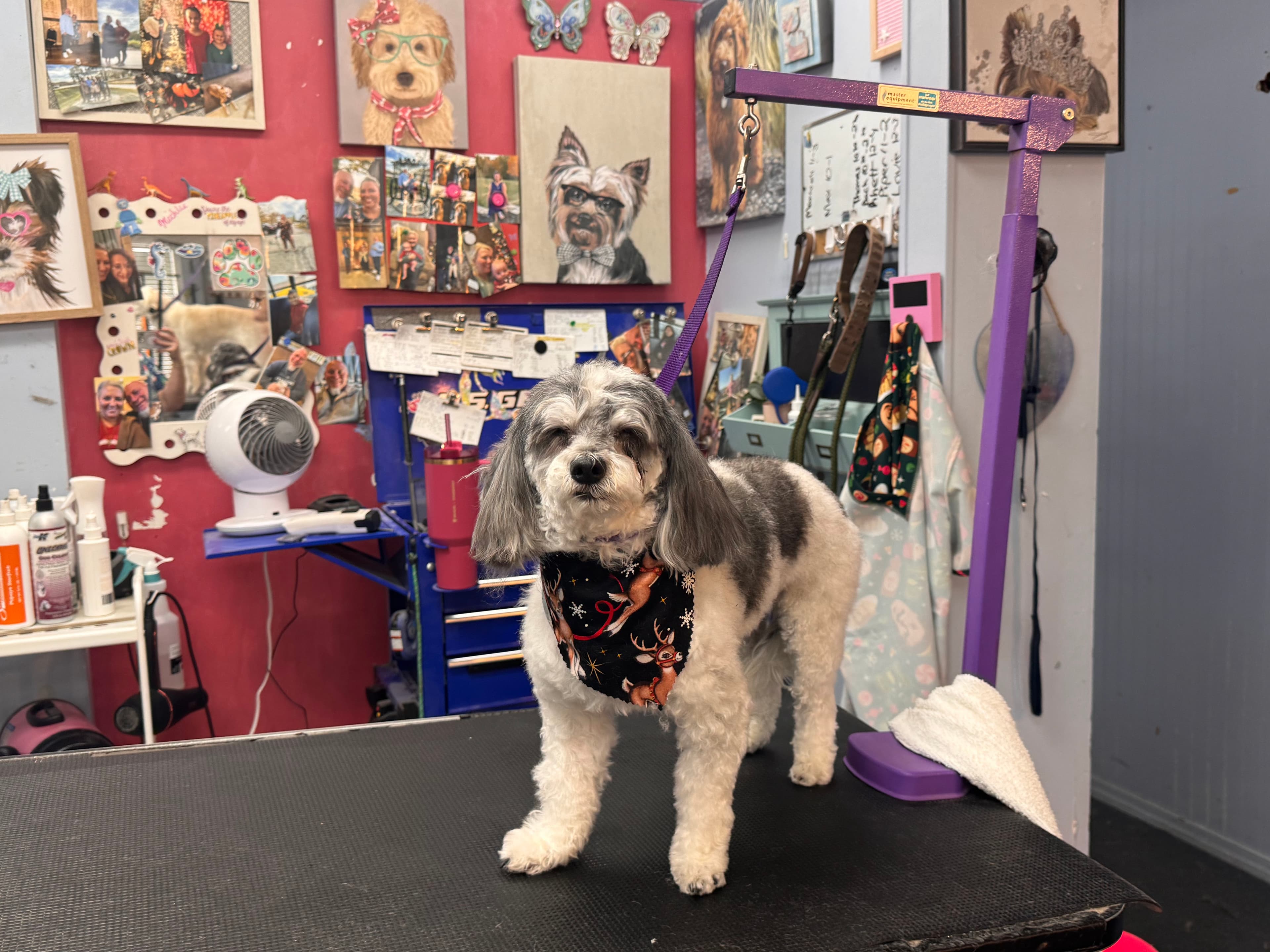 Dog Gone Beautiful - Pet groomer in Cincinnati, OH