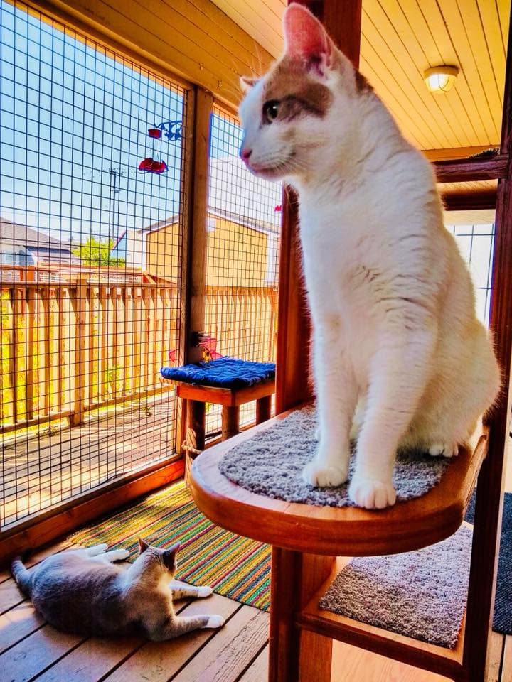 Cats in the City - Luxury Cat Hotel - Pet groomer in Portland, OR