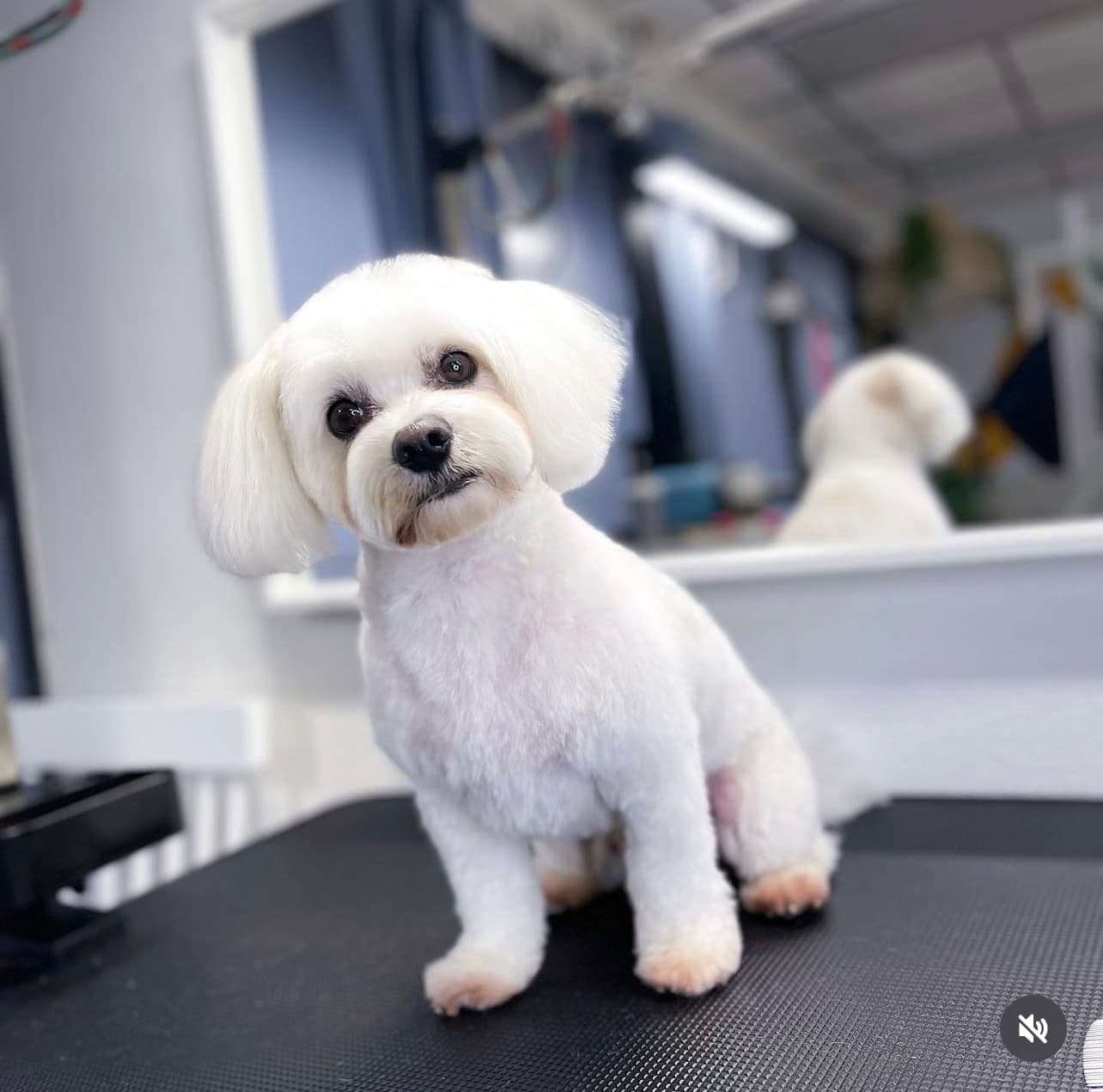 21Pooch - Pet groomer in Los Angeles, CA
