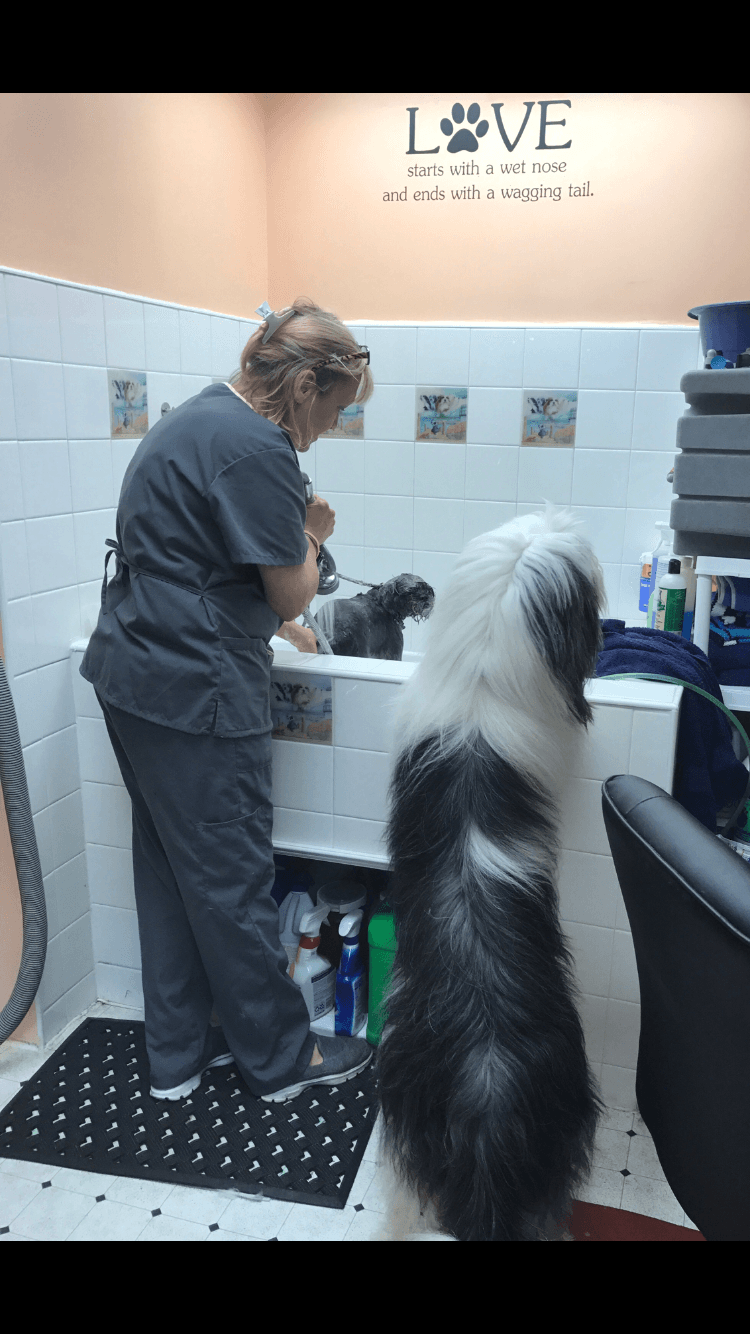 Paws R Us - Pet groomer in Brooklyn, NY