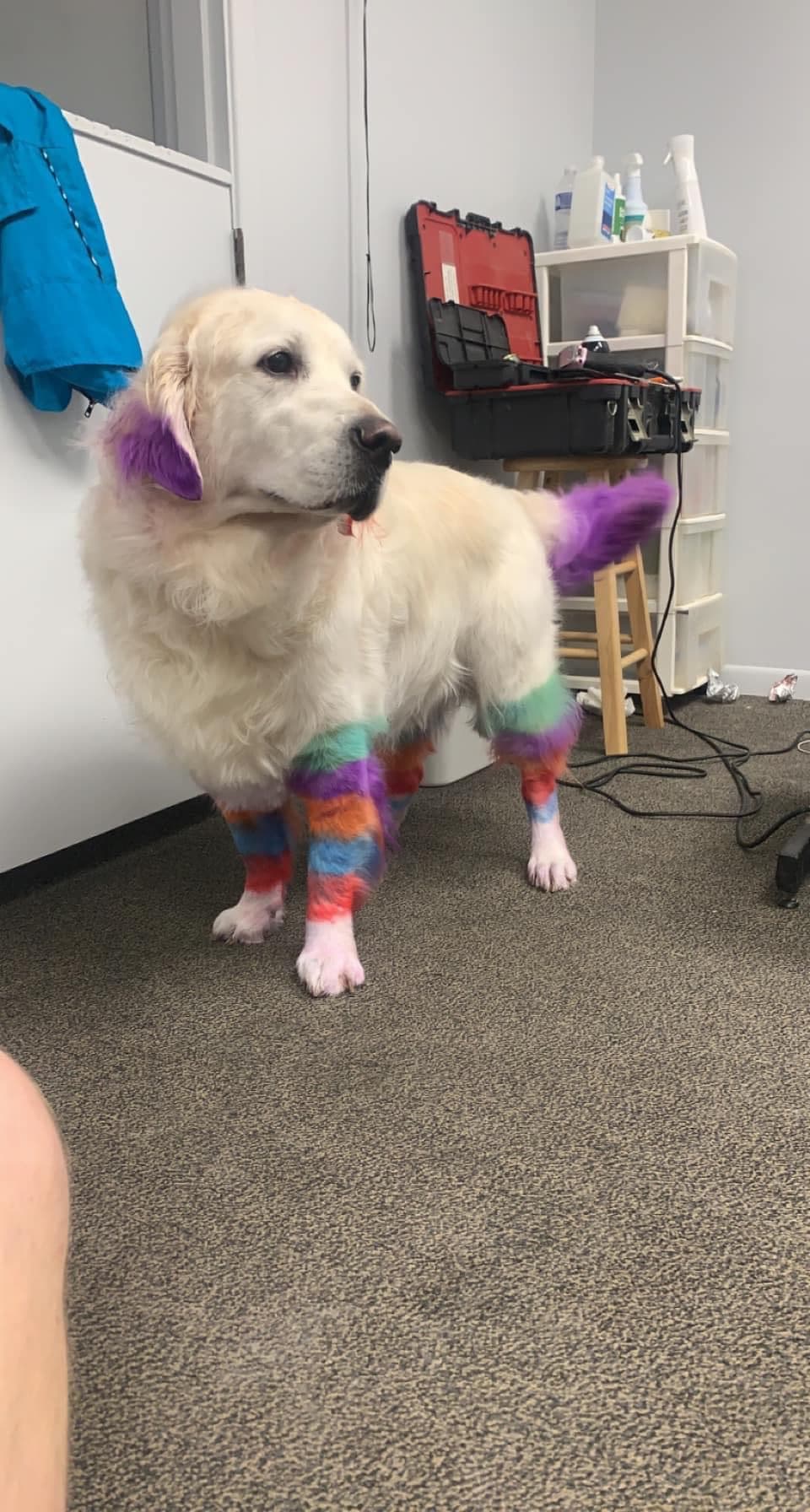 Mutt Cuts By Nicole - Pet groomer in Cincinnati, OH