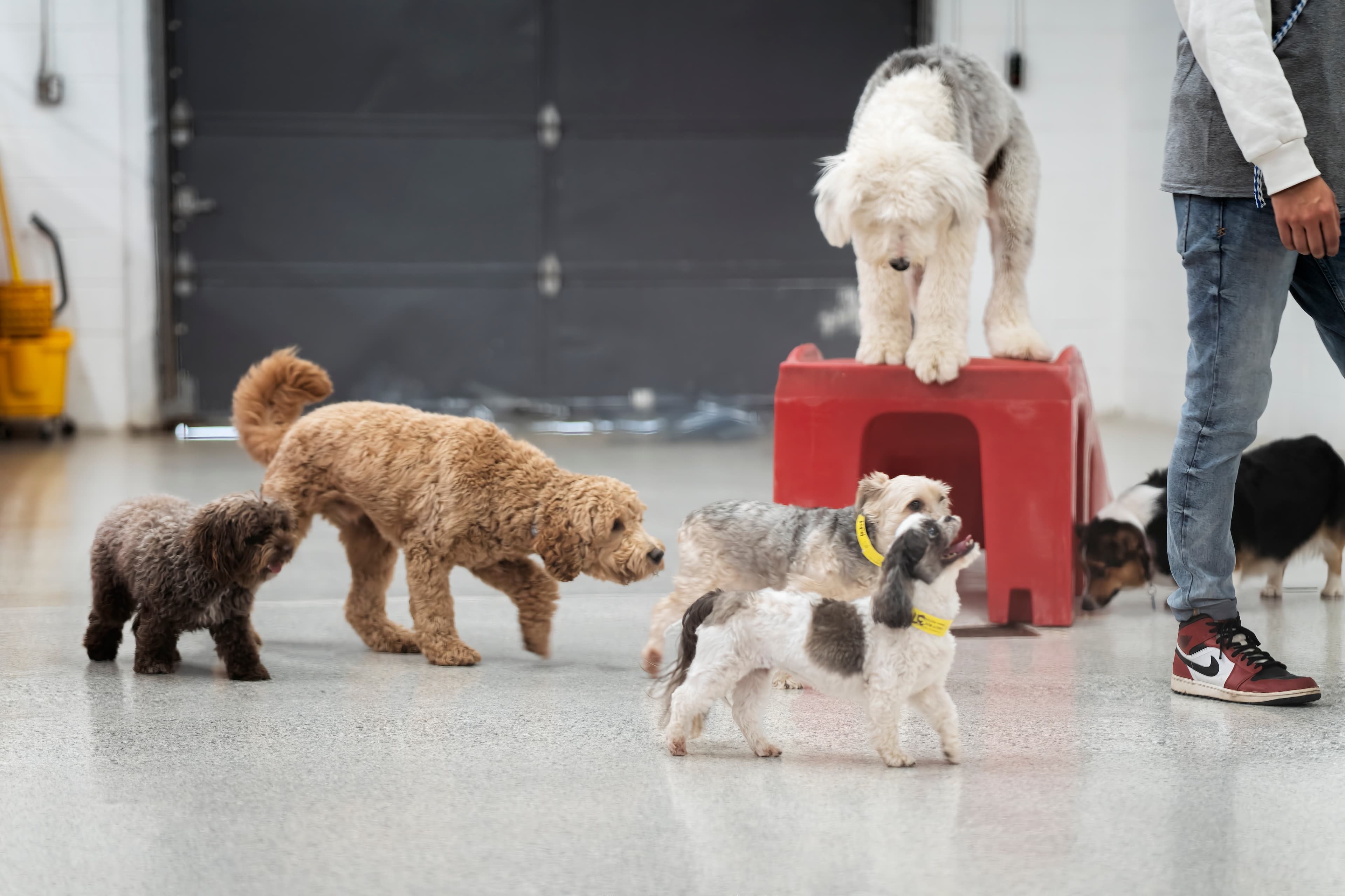 The Dog Stop - Upper St. Clair - Pet groomer in Pittsburgh, PA