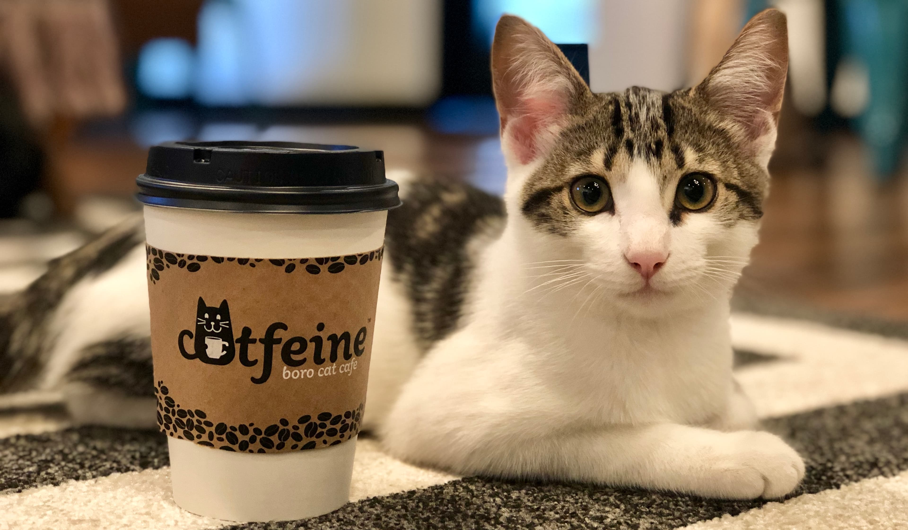 Catfeine Cat Cafe - Pet groomer in Murfreesboro, TN