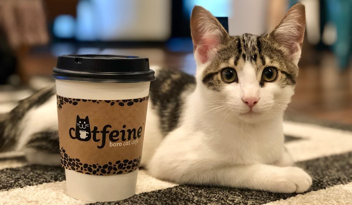 Catfeine Cat Cafe - Pet groomer in Murfreesboro, TN