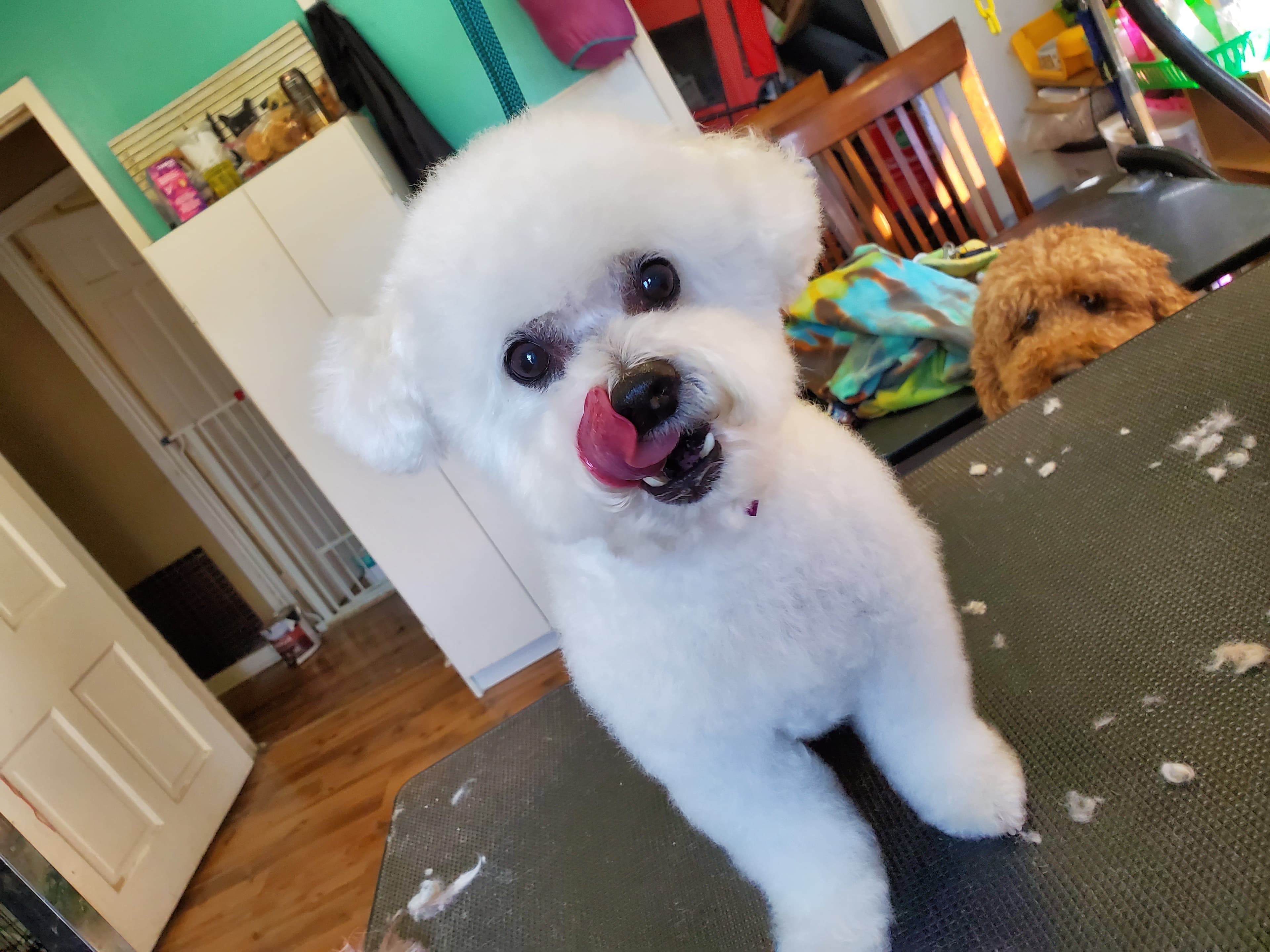 Monas Pet Salon - Pet groomer in Columbus, OH