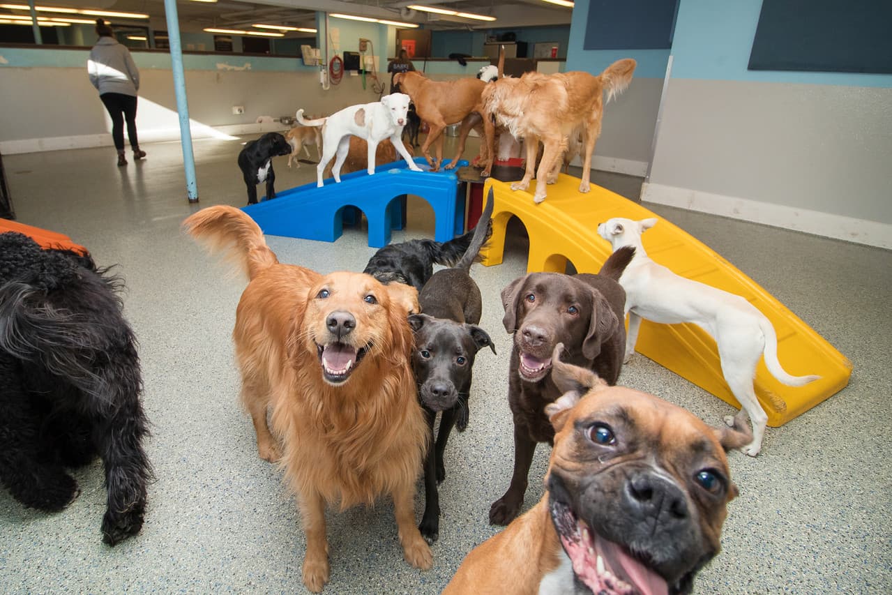BARK! Doggie Daycare + Hotel + Spa - Pet groomer in Denver, CO