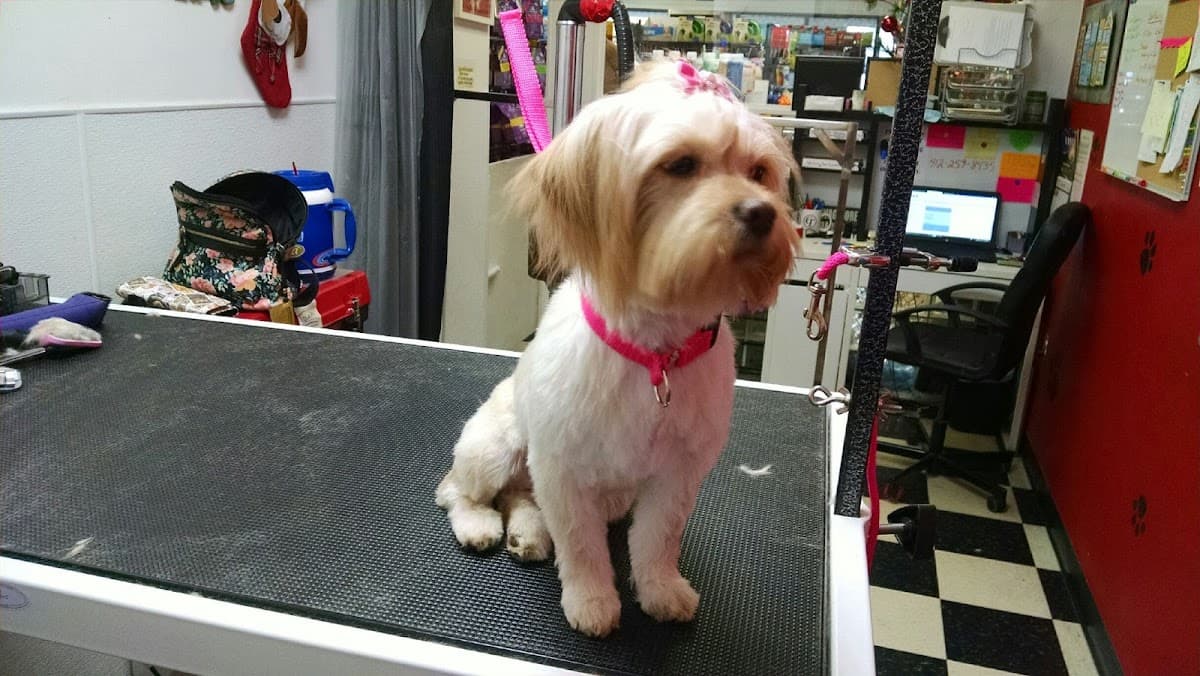 Larrys Londromatt - Pet groomer in Sewickley, PA