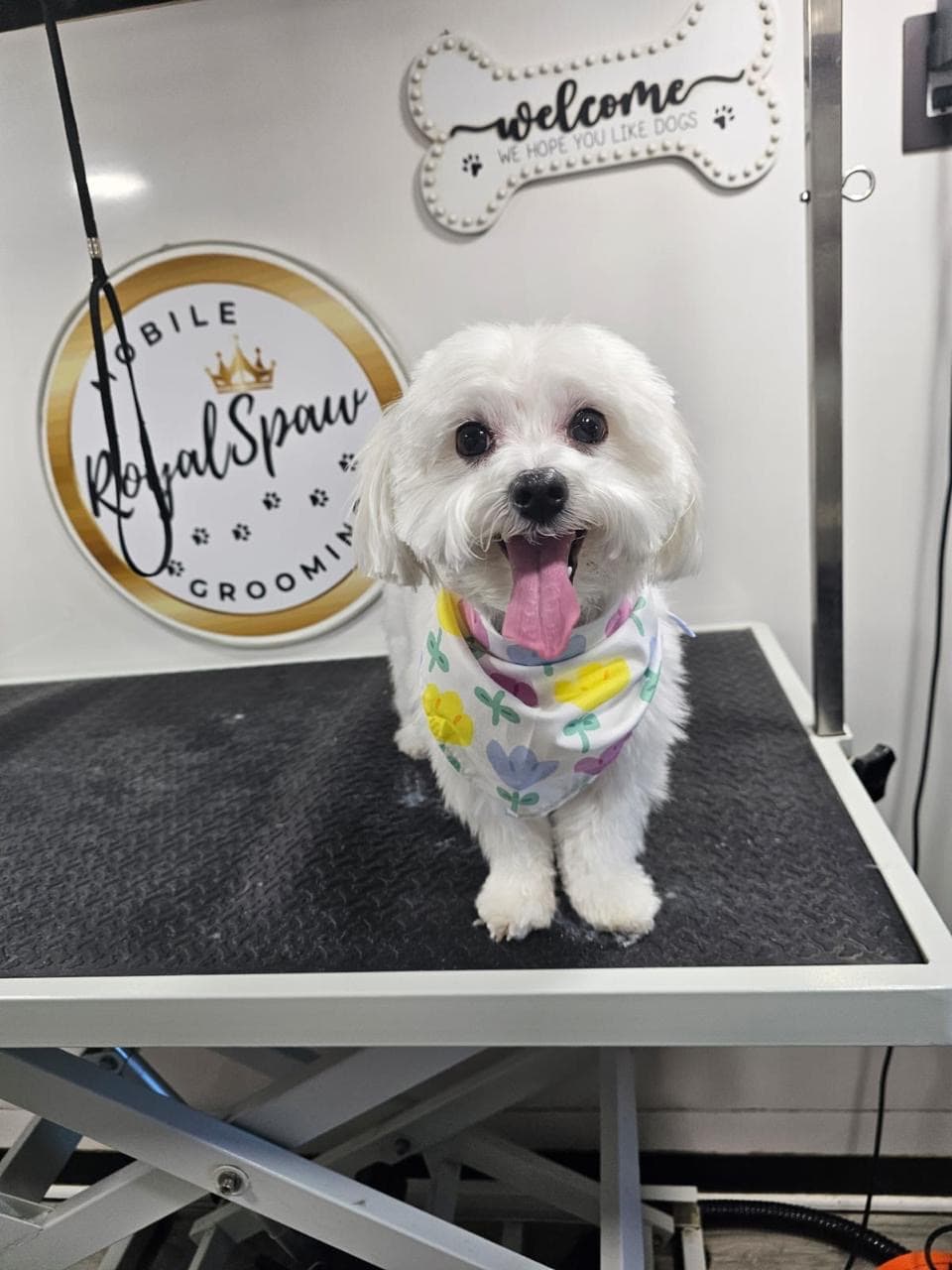 Royal Spaw Mobile Grooming Austin - Pet groomer in Austin, TX