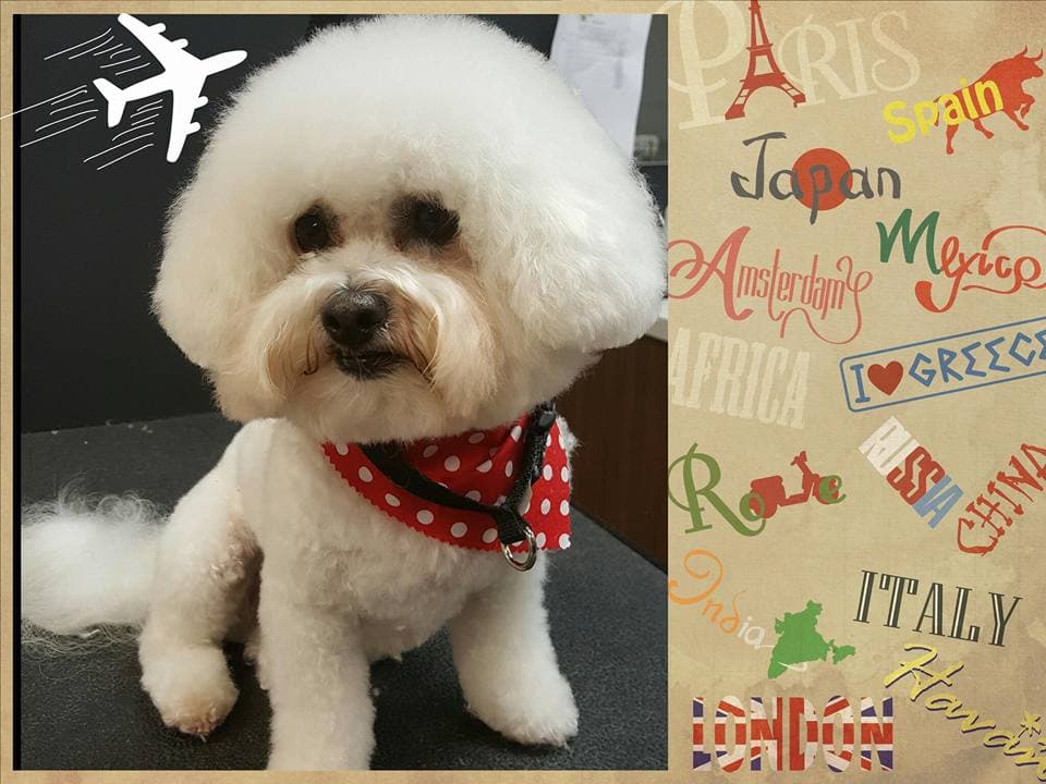 The Dirty Dog - Pet groomer in Winter Park, FL