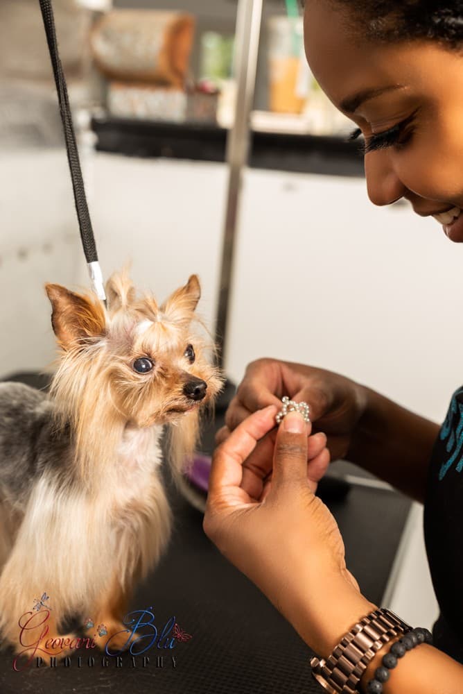 Doggiestylzs Boutique and Grooming - Pet groomer in St Ann, MO