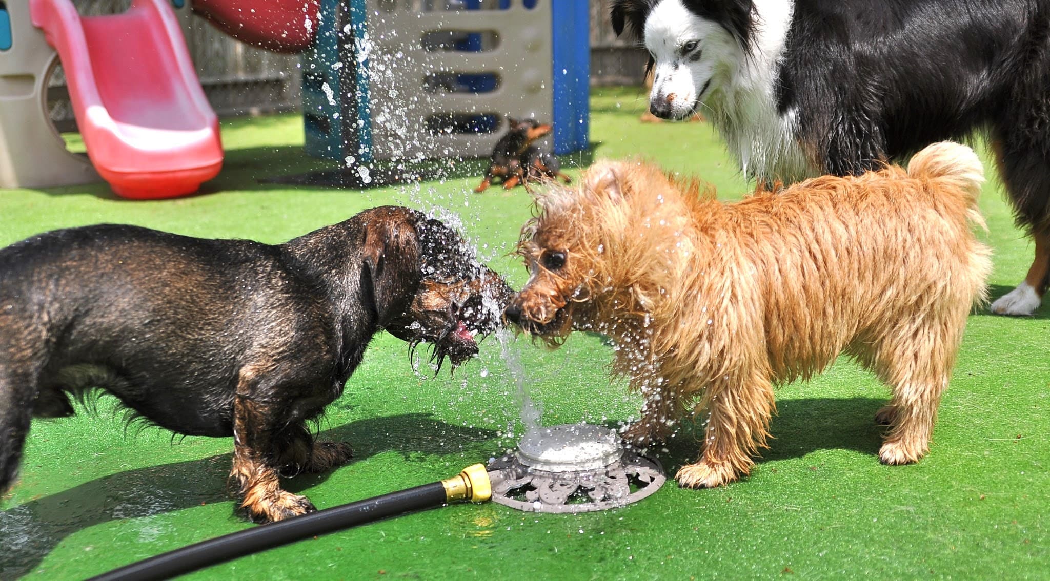 Pampered Pooch Playground - Pet groomer in St Louis Park, MN