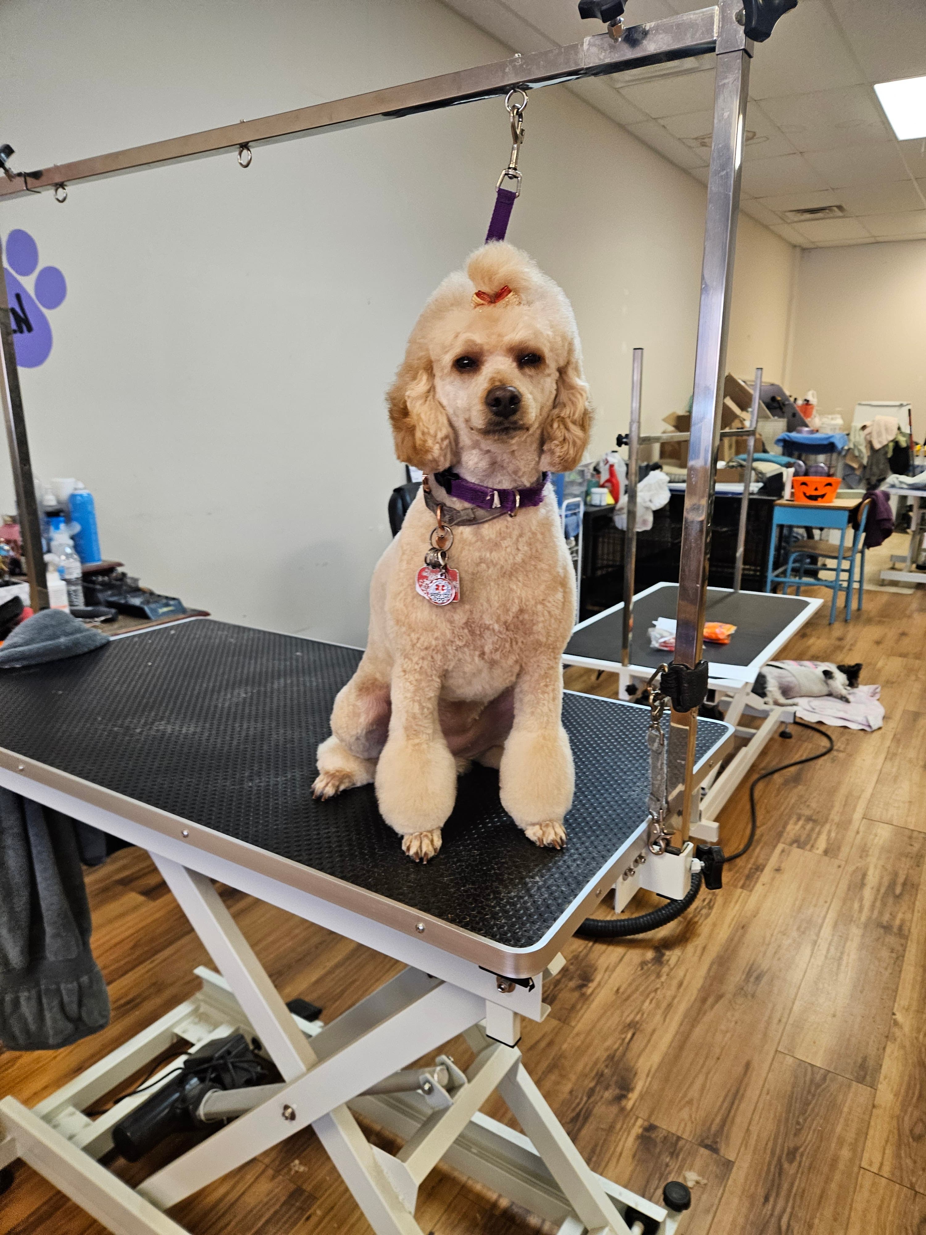 Pawfectly Perfect Grooming Salon - Pet groomer in Newport News, VA