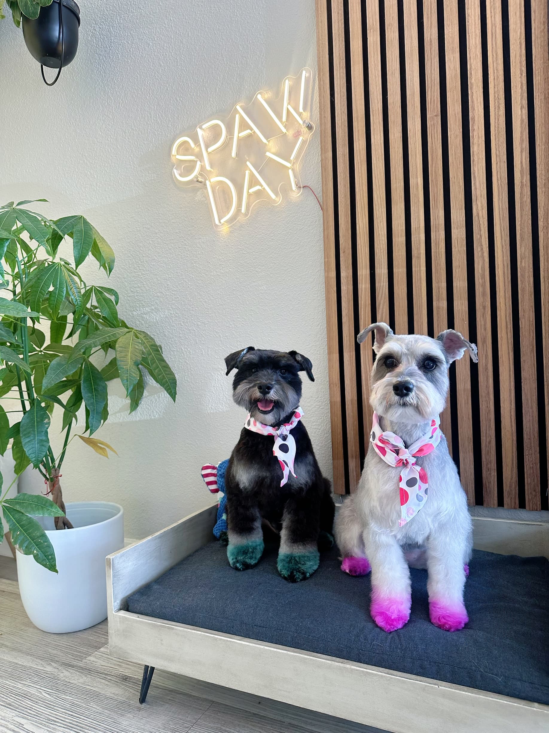 Pawbabies Pet Salon - Pet groomer in San Jose, CA