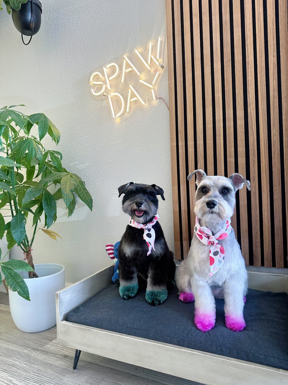 Pawbabies Pet Salon - Pet groomer in San Jose, CA