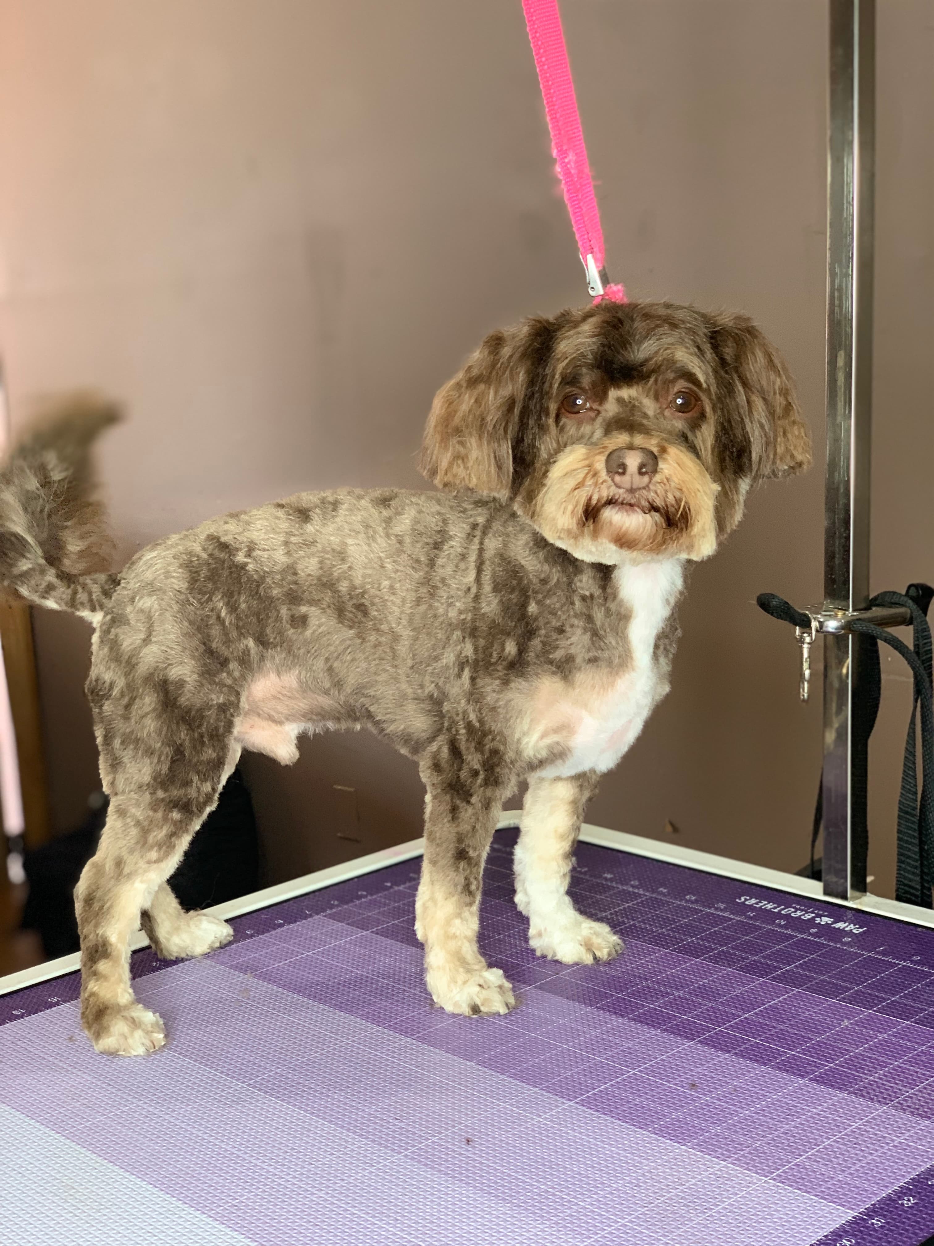 A&B Quality Pet Styling Salon - Pet groomer in Philadelphia, PA