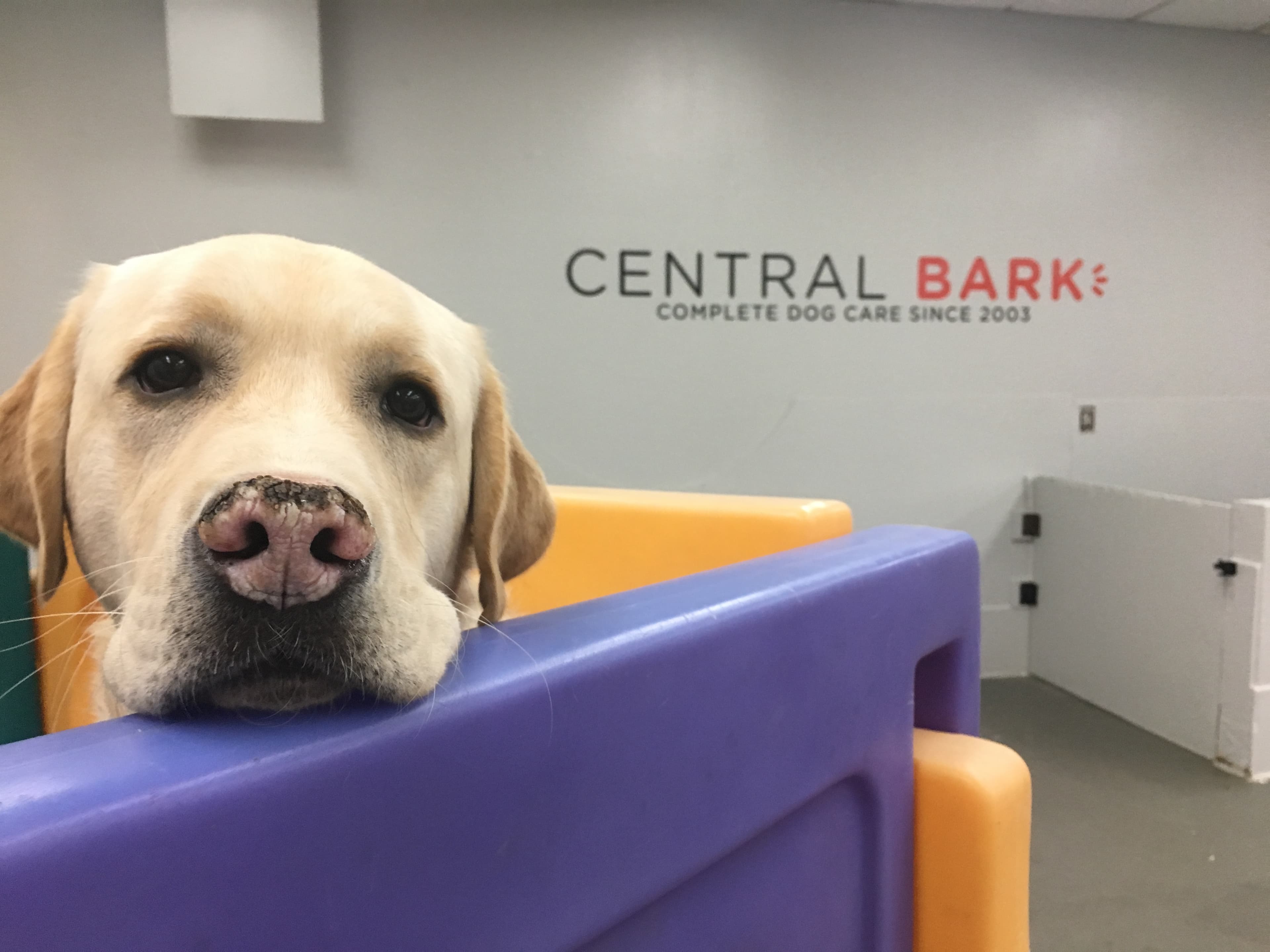 Original Bark - Pet groomer in Portland, OR