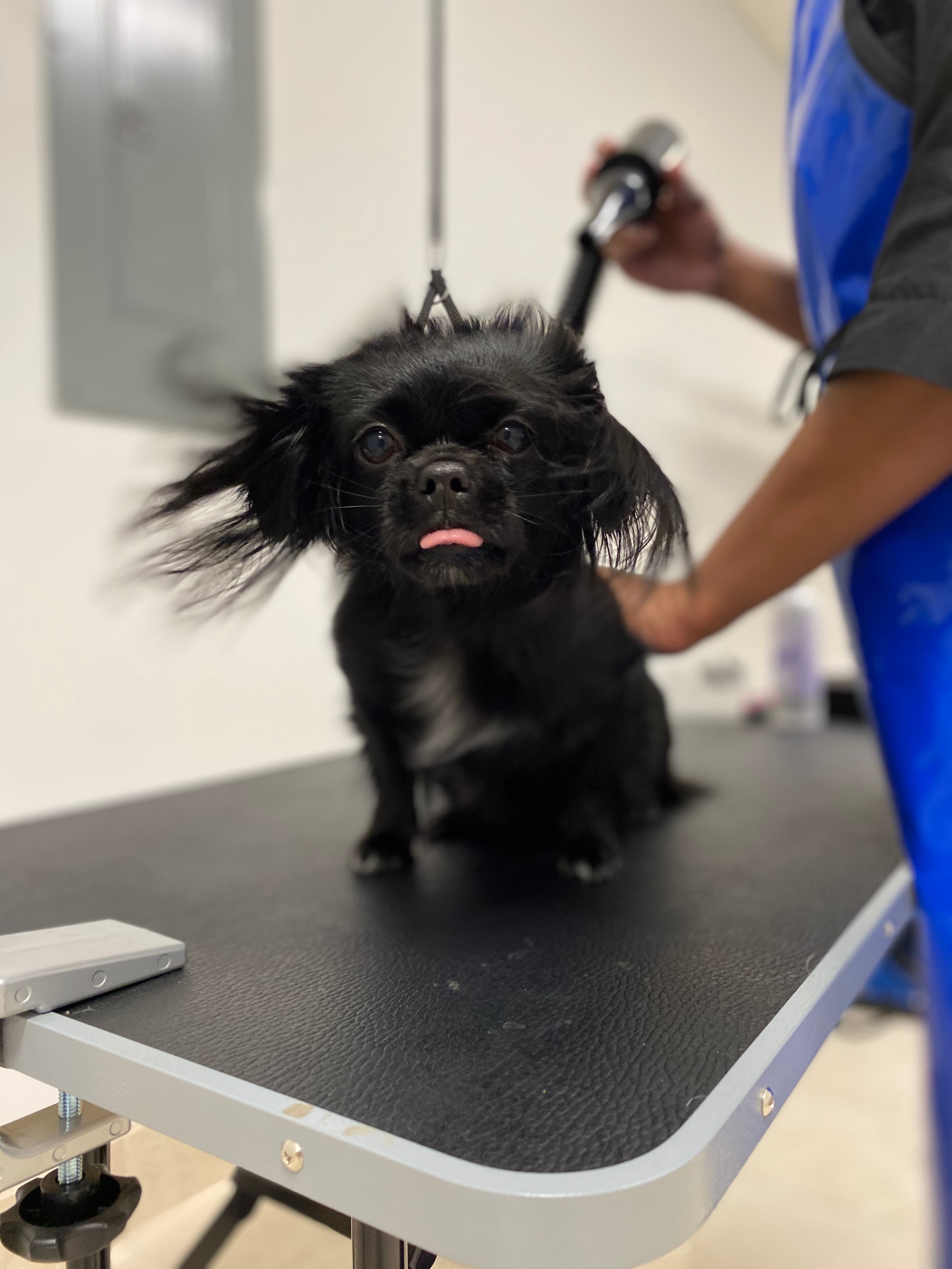 Kennedy's Pet Services - Pet groomer in Houston, TX