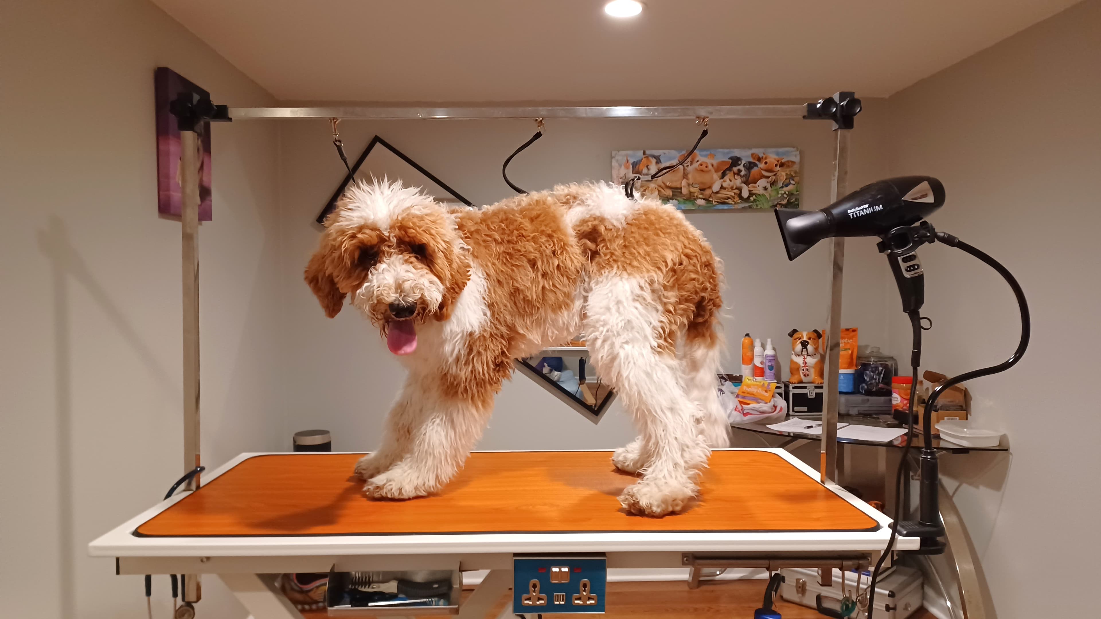 A Trusted Friend Petcare and Grooming - Pet groomer in Kansas City, MO